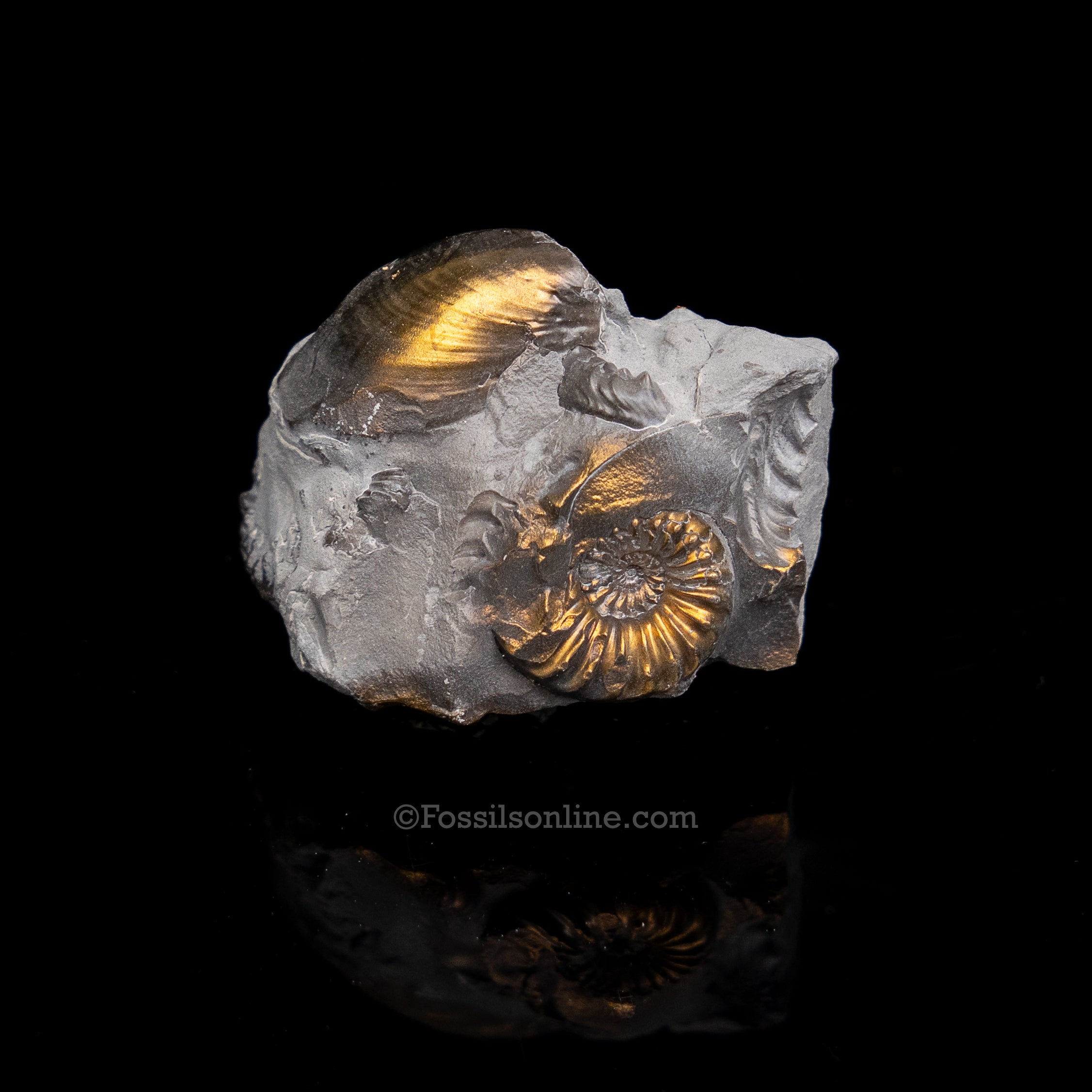 Fossil Pyritized Ammonite  Pleuroceras Cluster Jurassic Germany