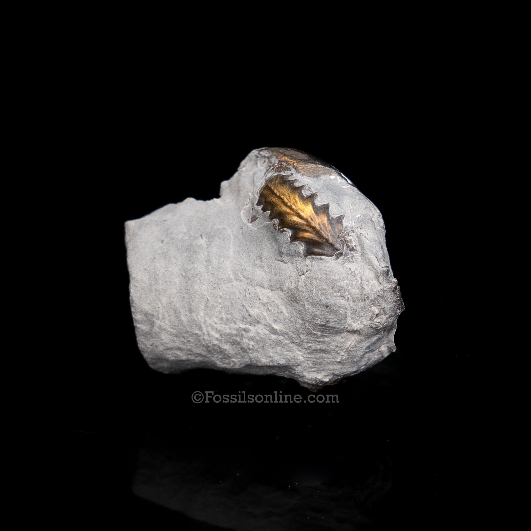 Fossil Pyritized Ammonite  Pleuroceras Cluster Jurassic Germany