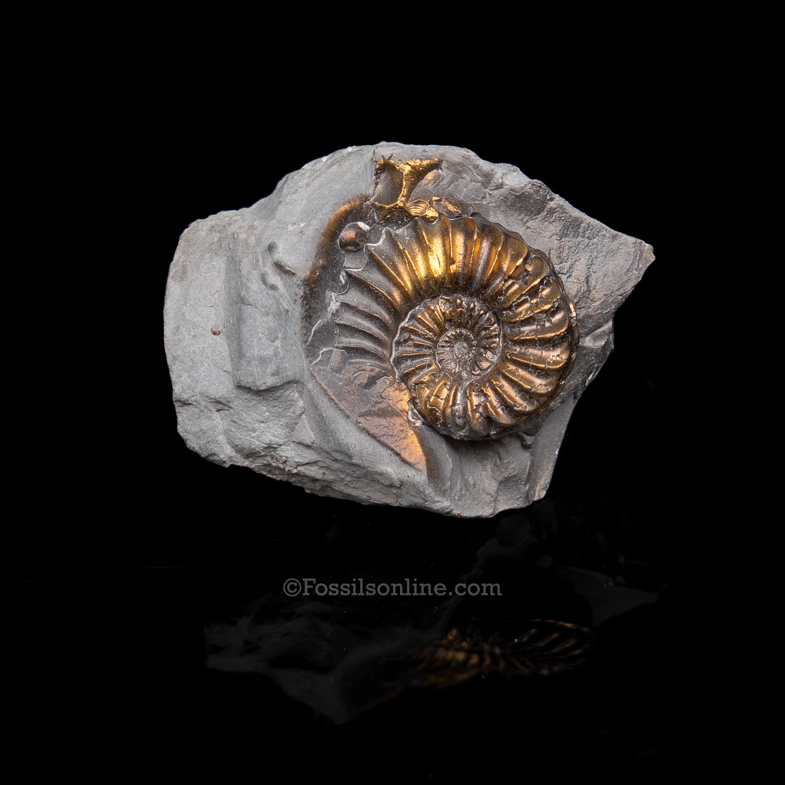 Fossil Pyritized Ammonite  Pleuroceras Cluster Jurassic Germany