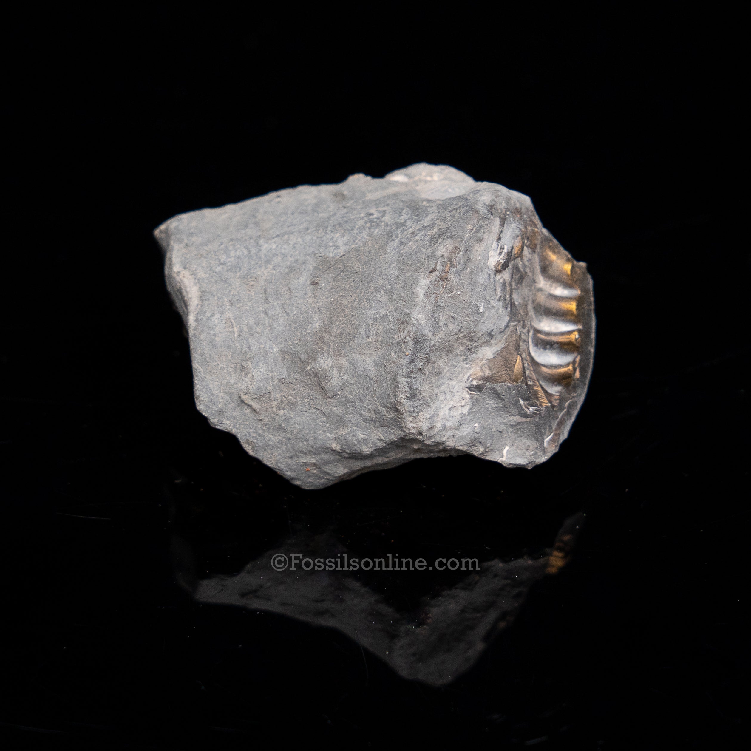 Fossil Pyritized Ammonite  Pleuroceras Cluster Jurassic Germany