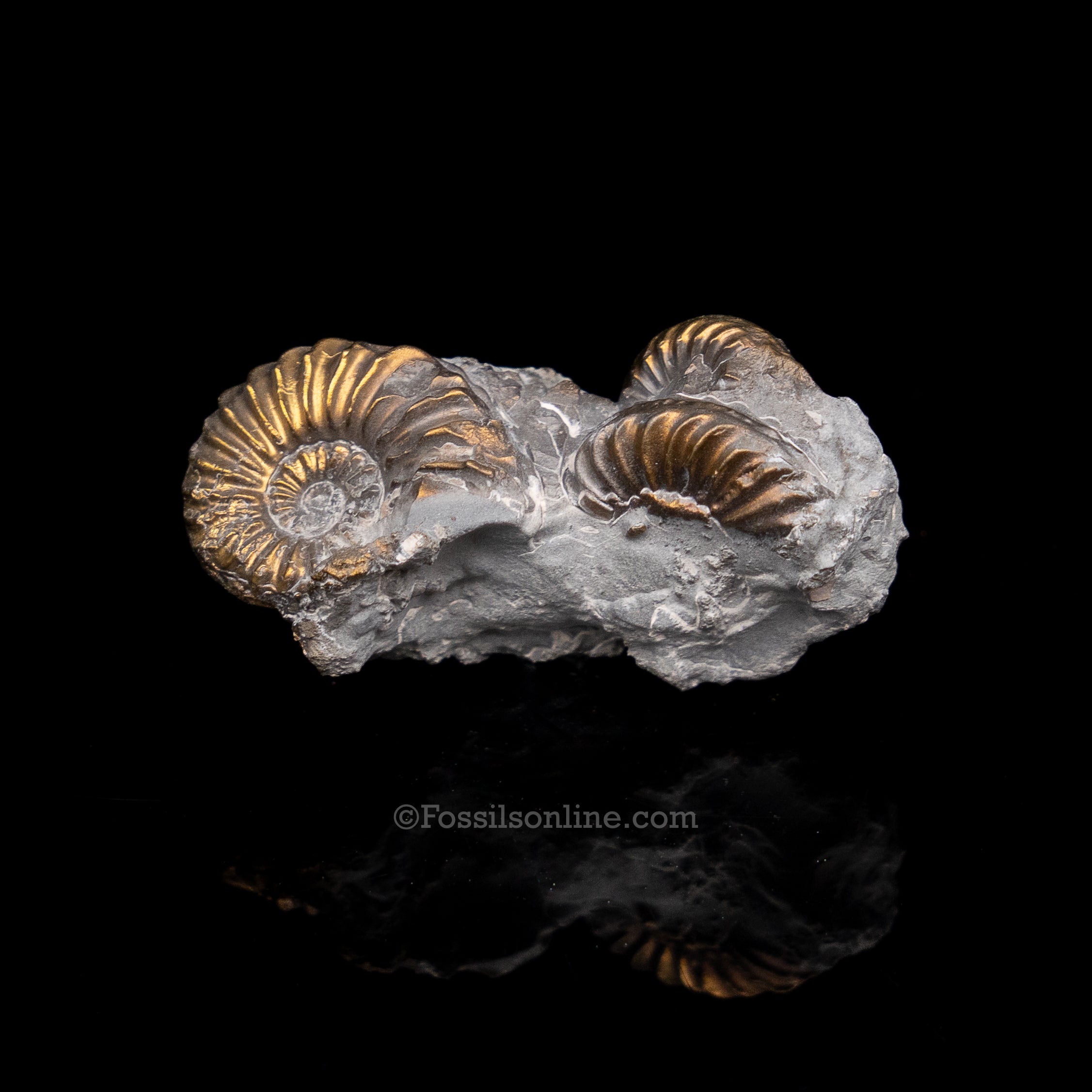 Fossil Pyritized Ammonite  Pleuroceras Cluster Jurassic Germany