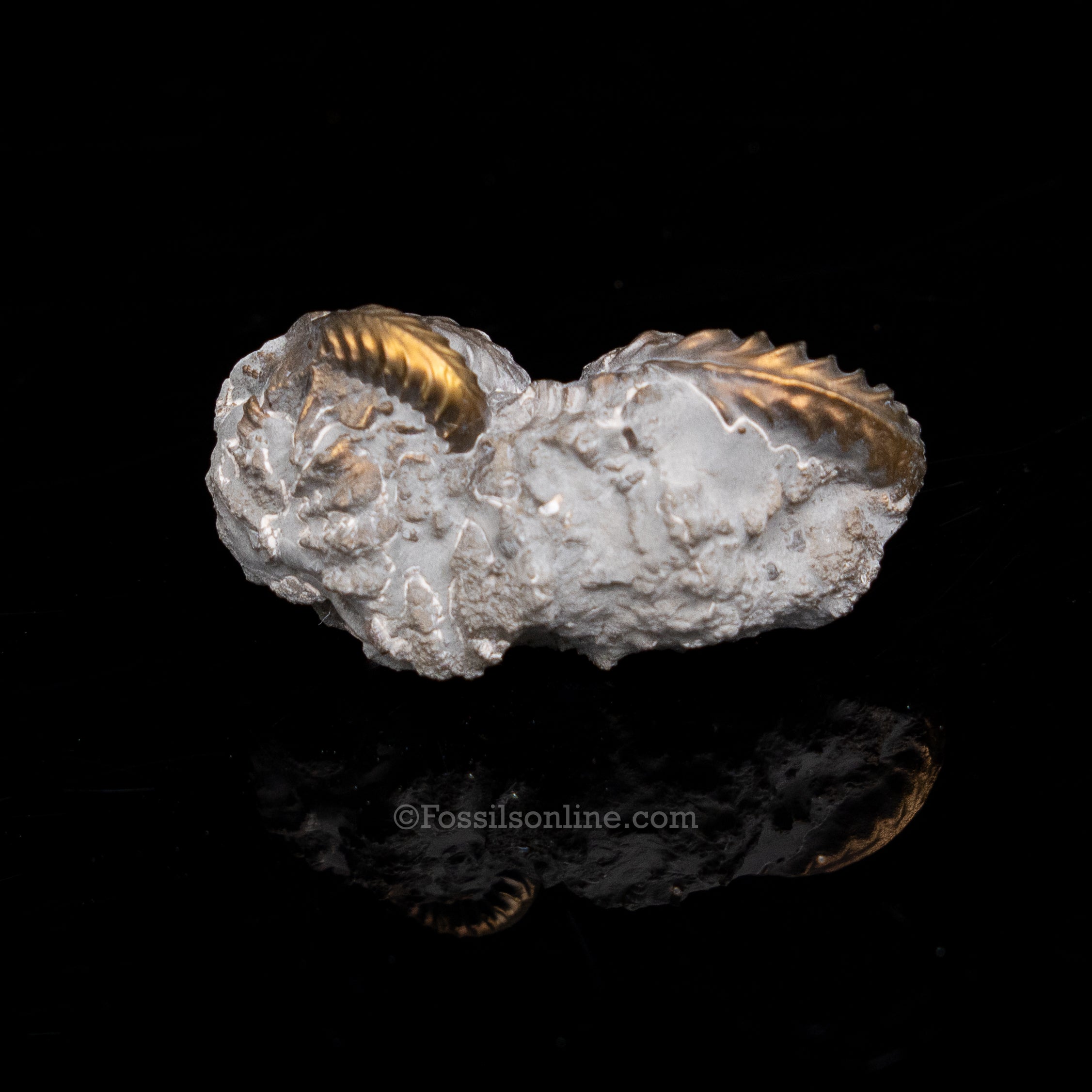 Fossil Pyritized Ammonite  Pleuroceras Cluster Jurassic Germany