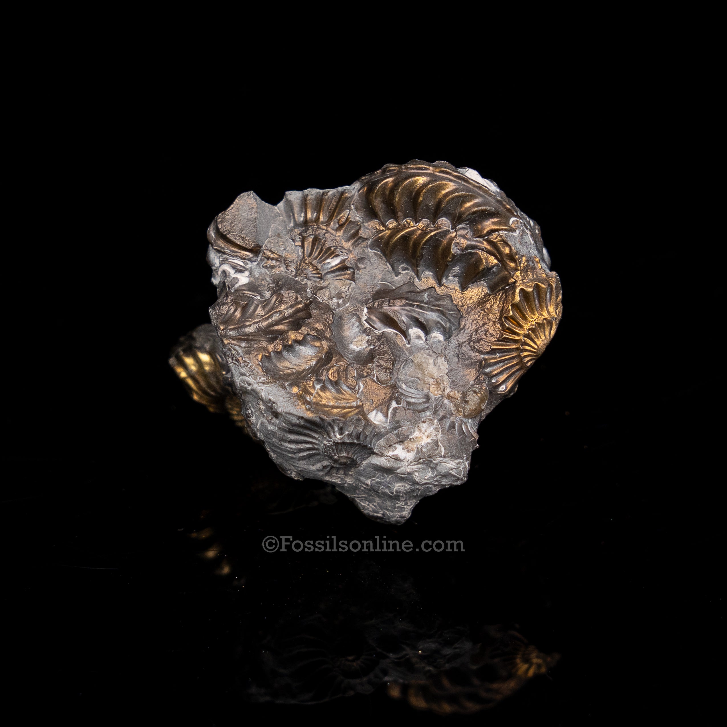 Fossil Pyritized Ammonite  Pleuroceras Cluster Jurassic Germany