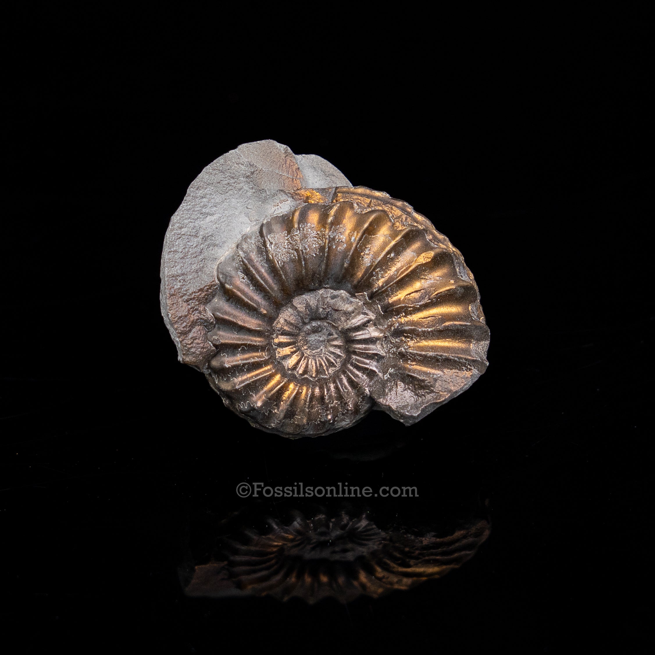 Fossil Pyritized Ammonite  Pleuroceras Jurassic Germany