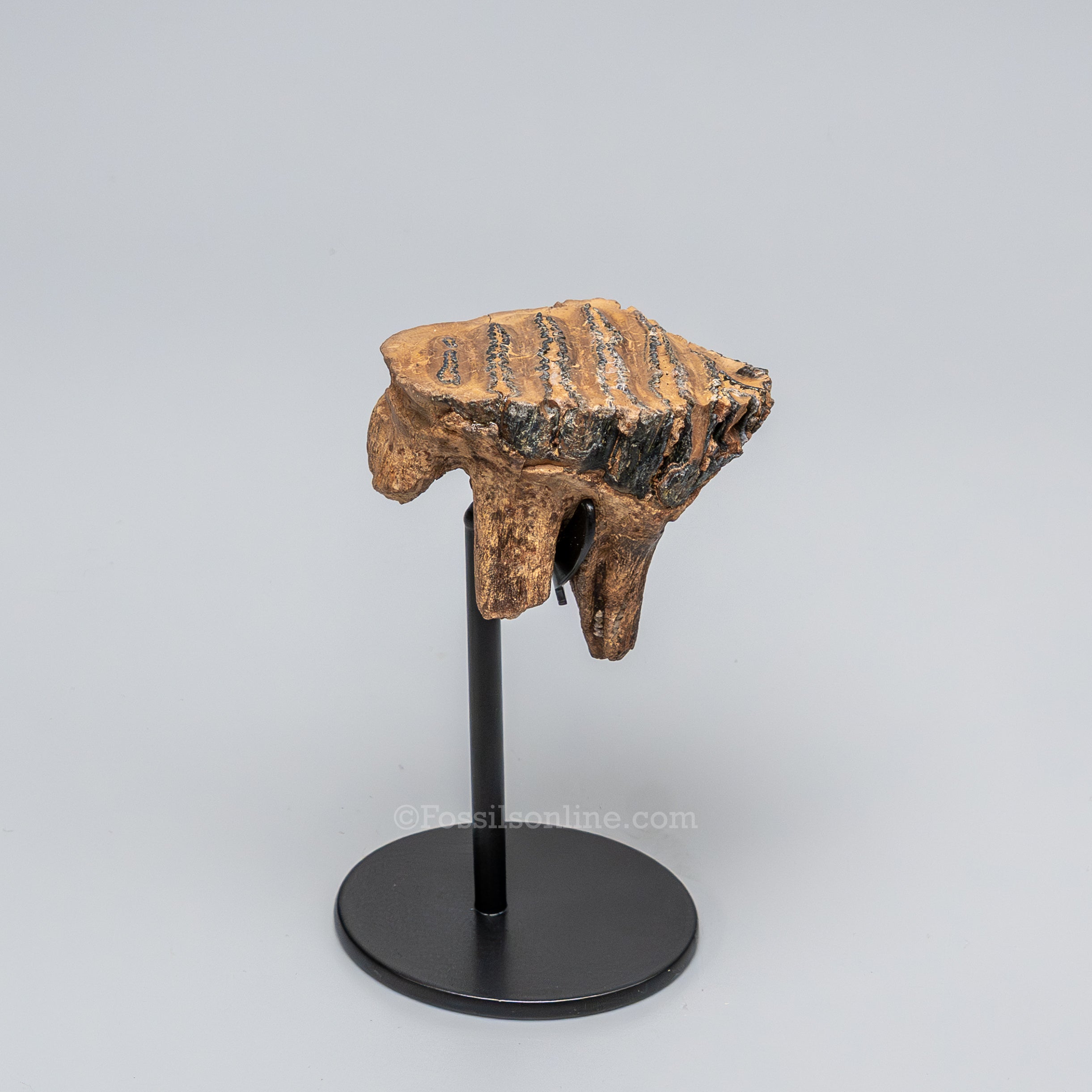 Juvenile Woolly Mammoth Tooth on Display Stand