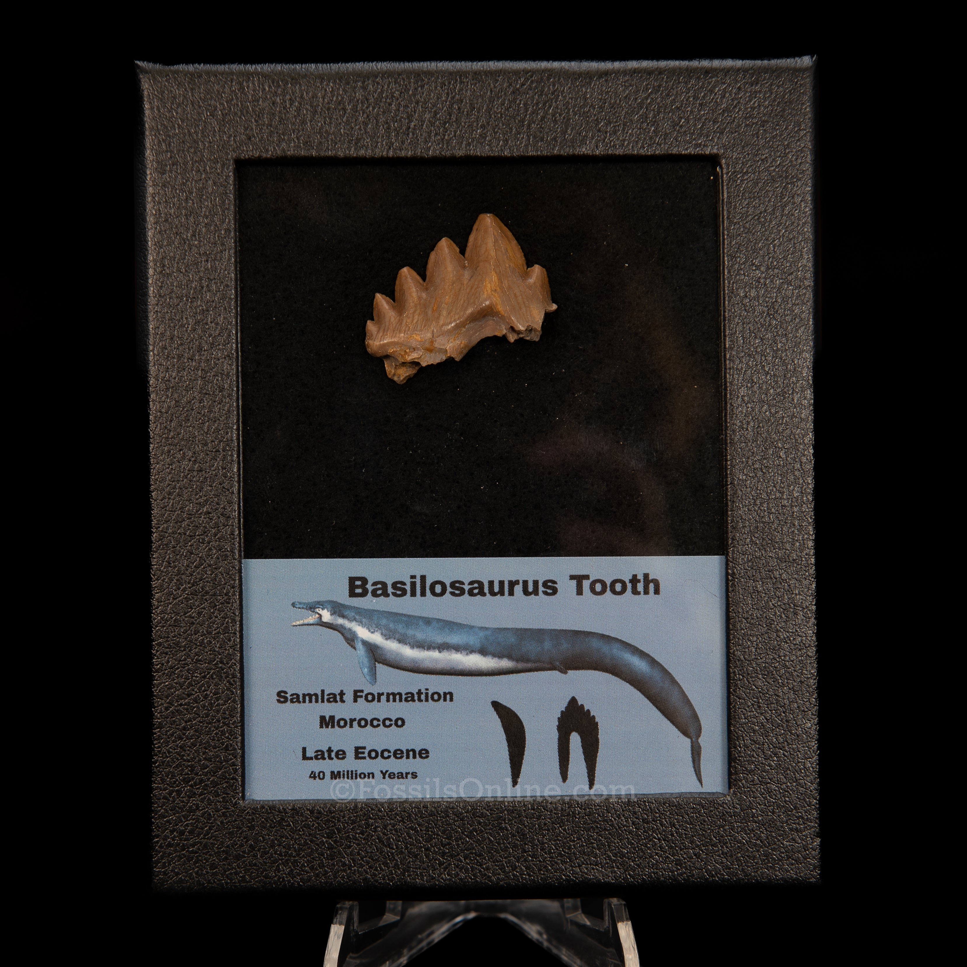 Basilosaurid Fossil Whale Tooth Morocco in Case