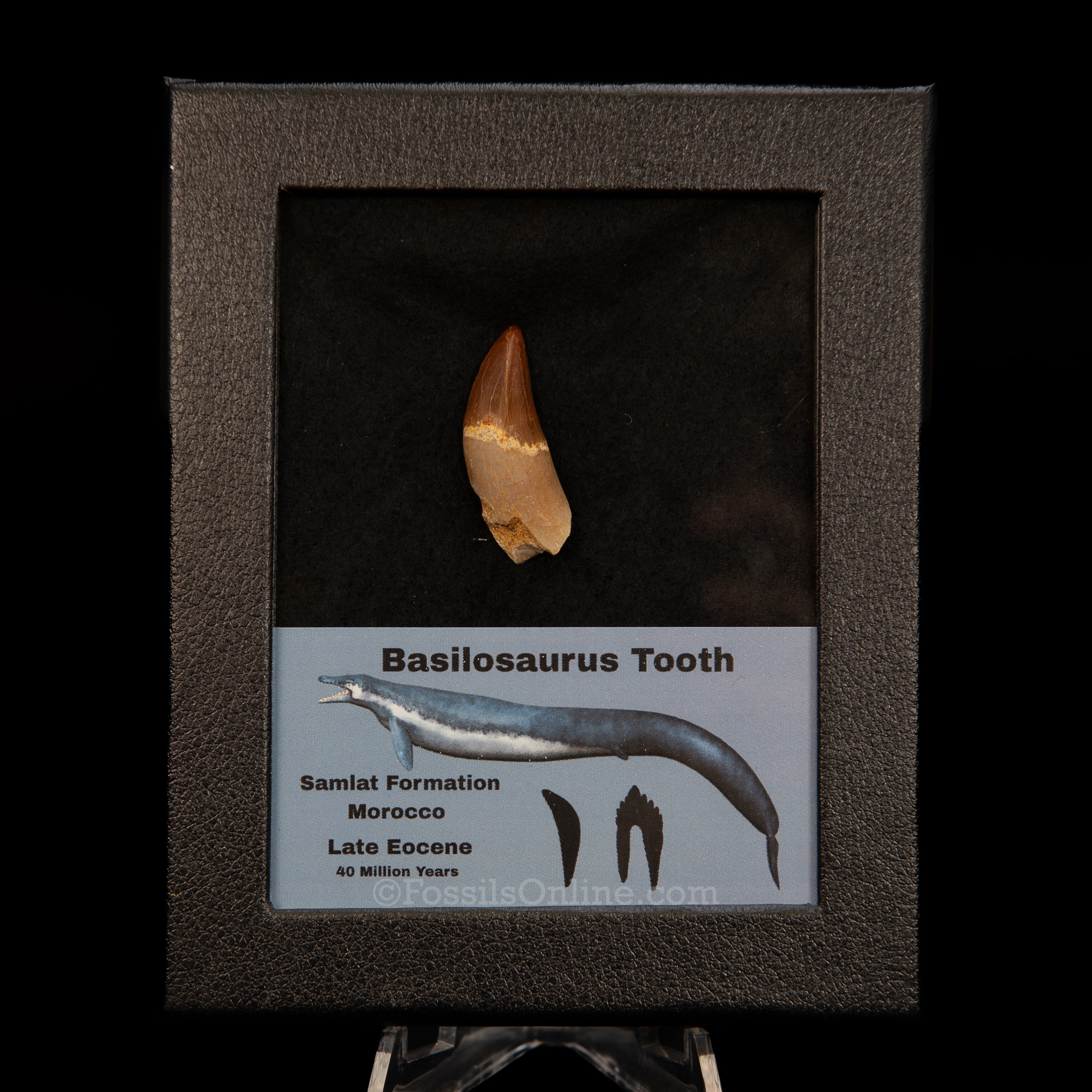 Basilosaurid Fossil Whale Tooth Morocco in Case