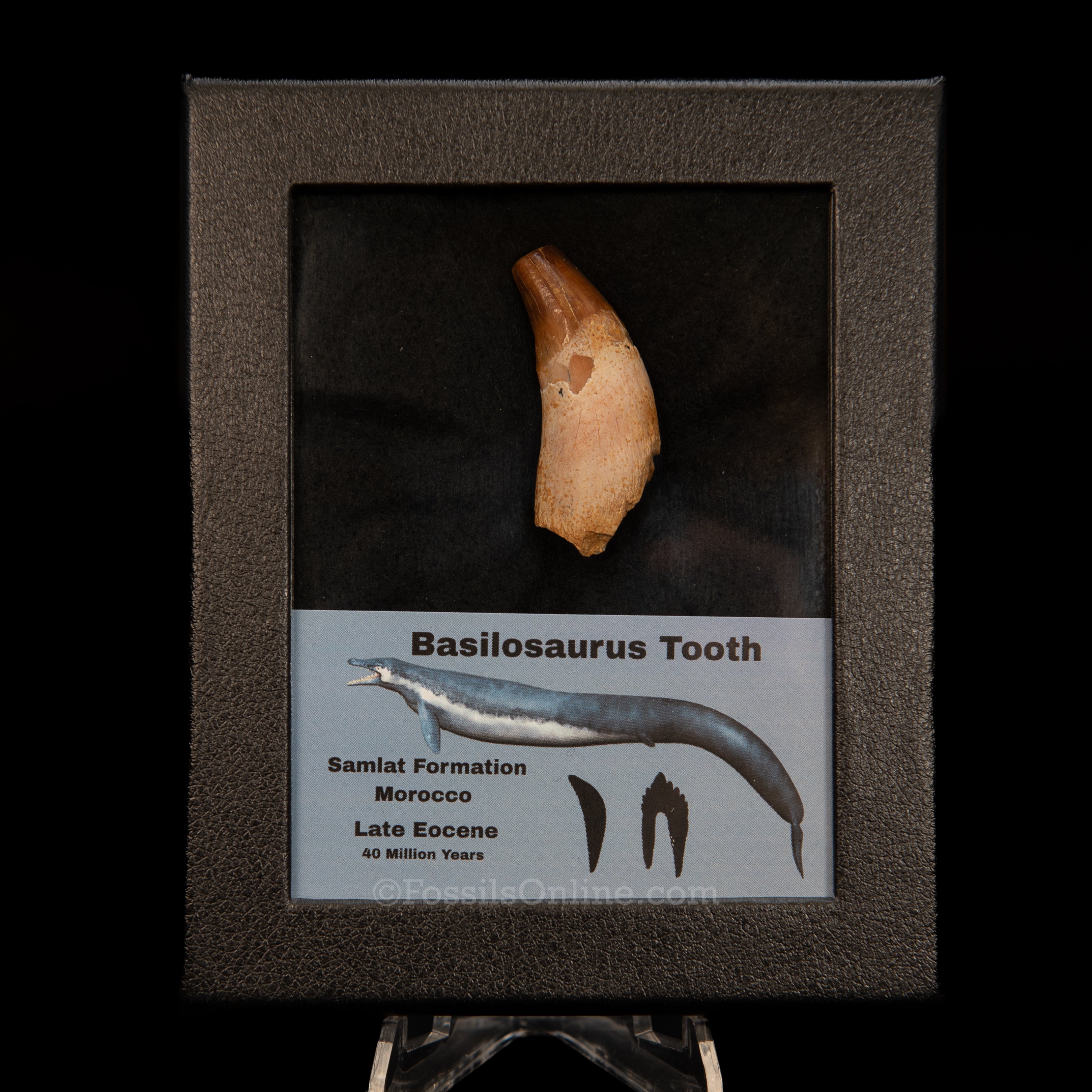 Basilosaurid Fossil Whale Tooth Morocco in Case