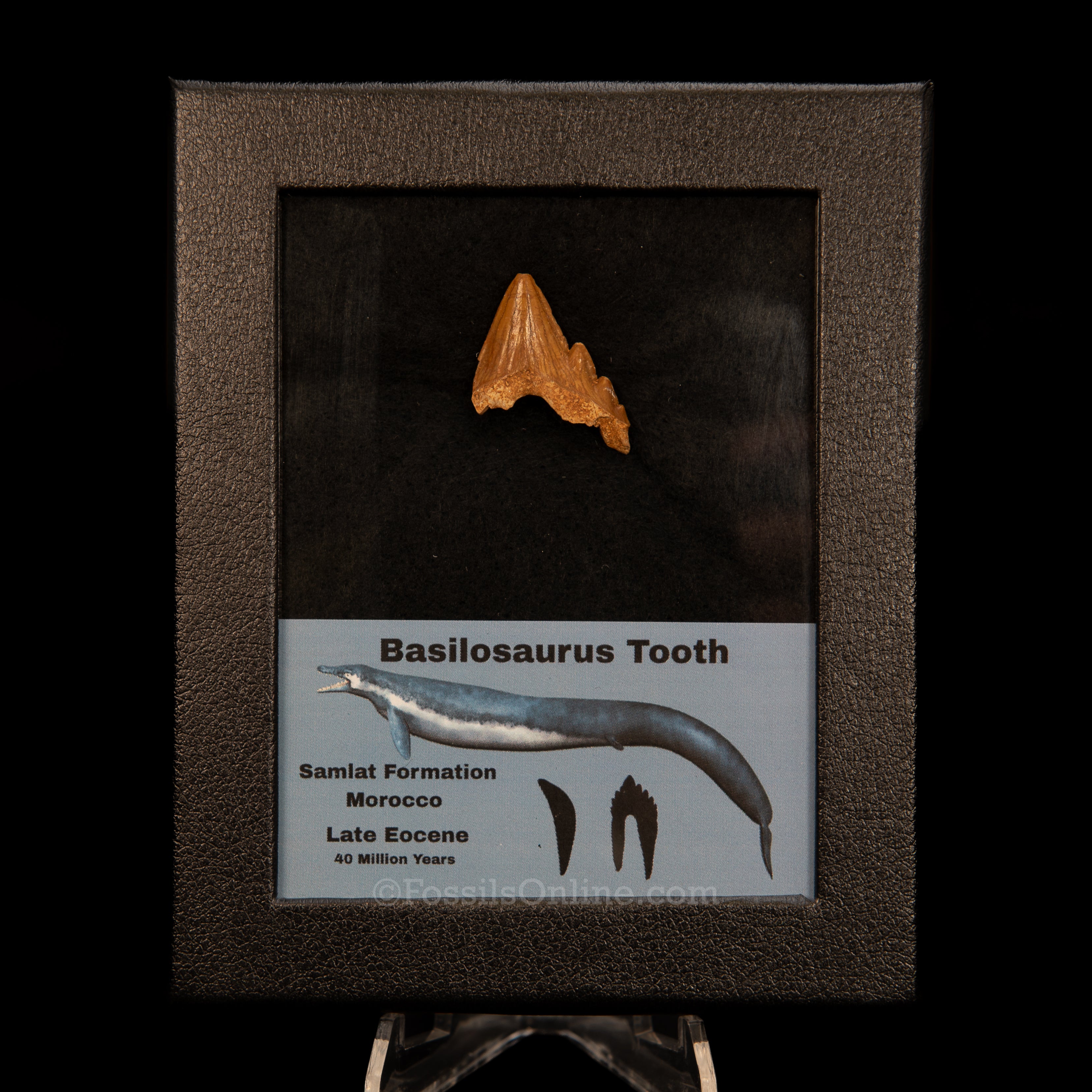 Basilosaurid Fossil Whale Tooth Morocco in Case