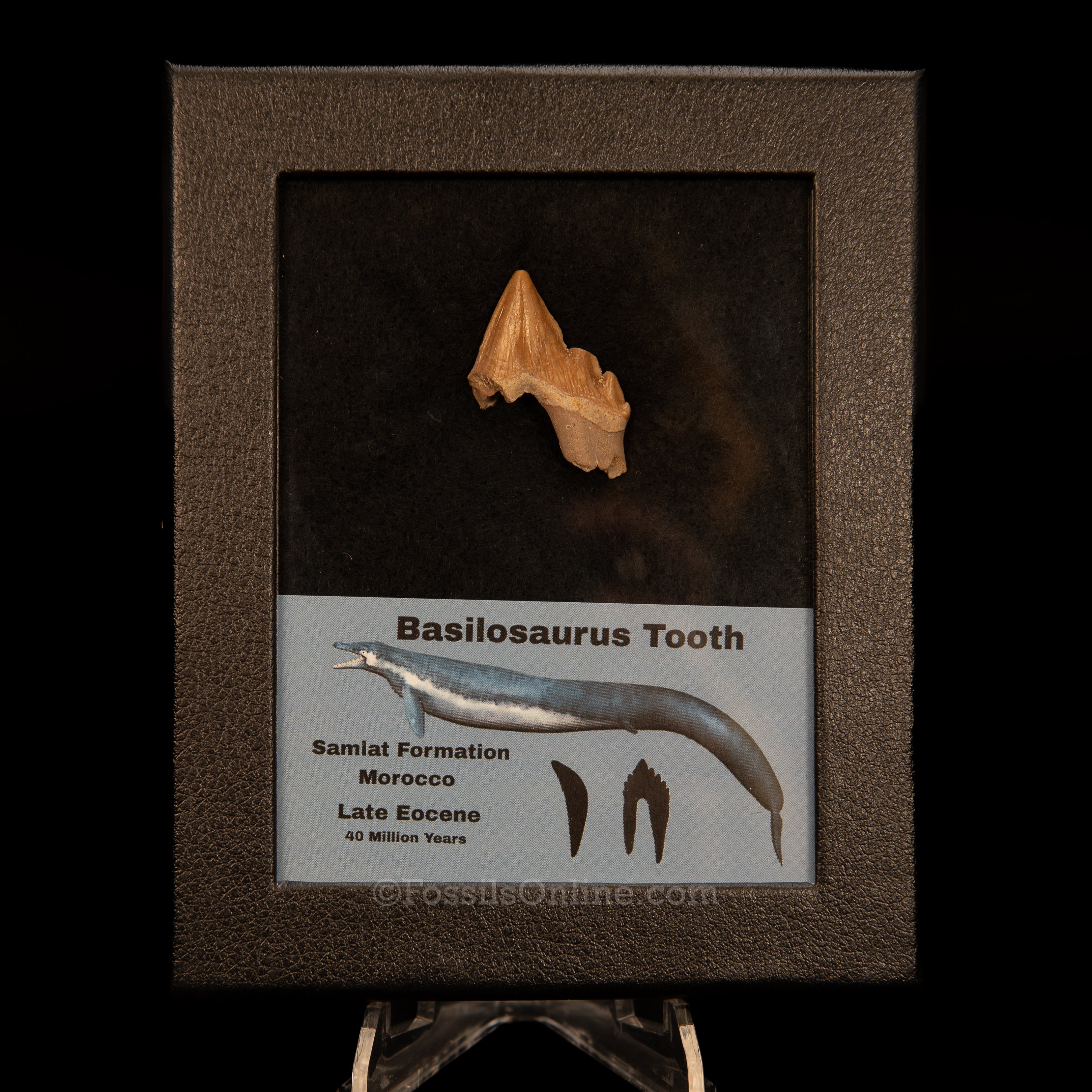 Basilosaurid Fossil Whale Tooth Morocco in Case