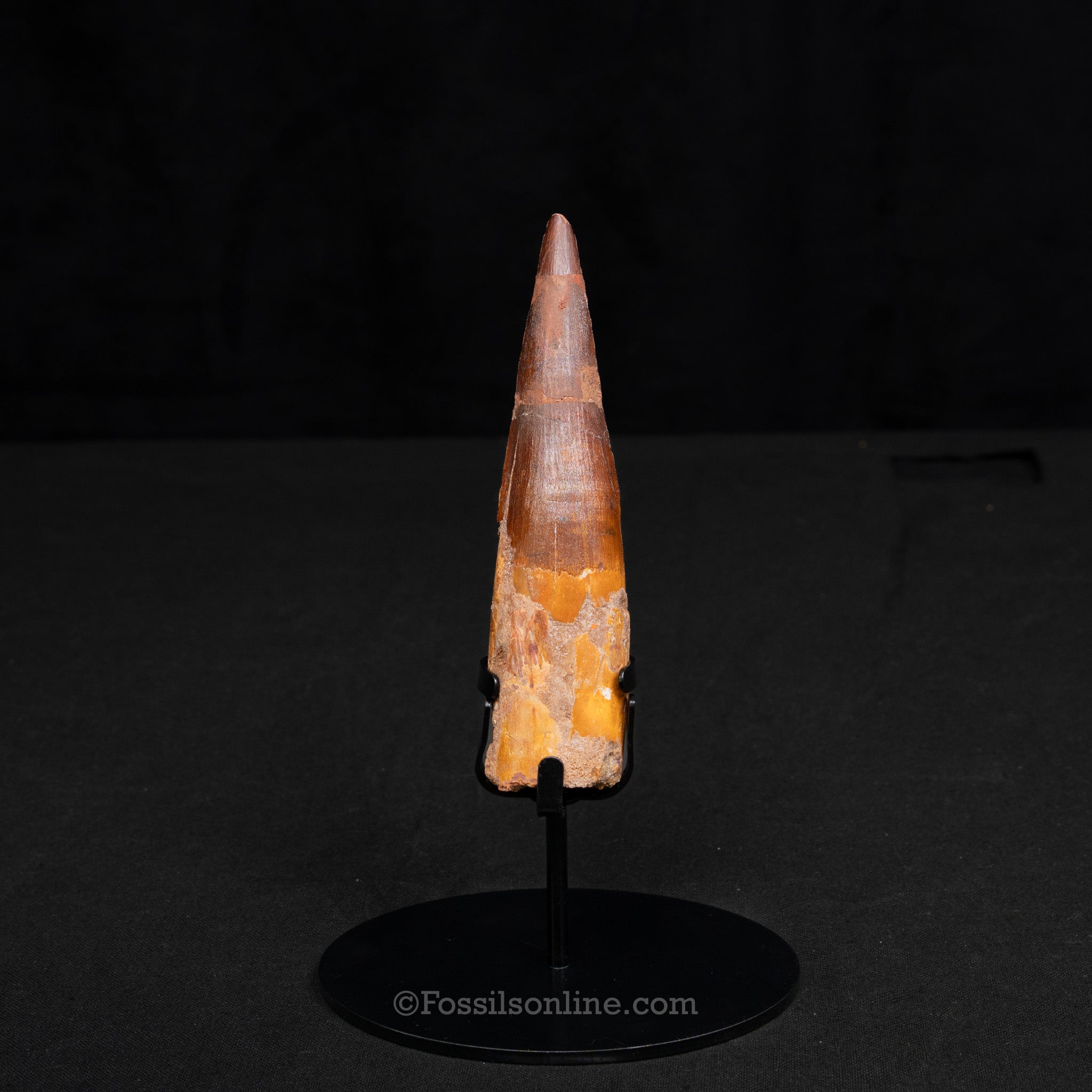 XLG Spinosaurus Dinosaur Tooth 5.14"