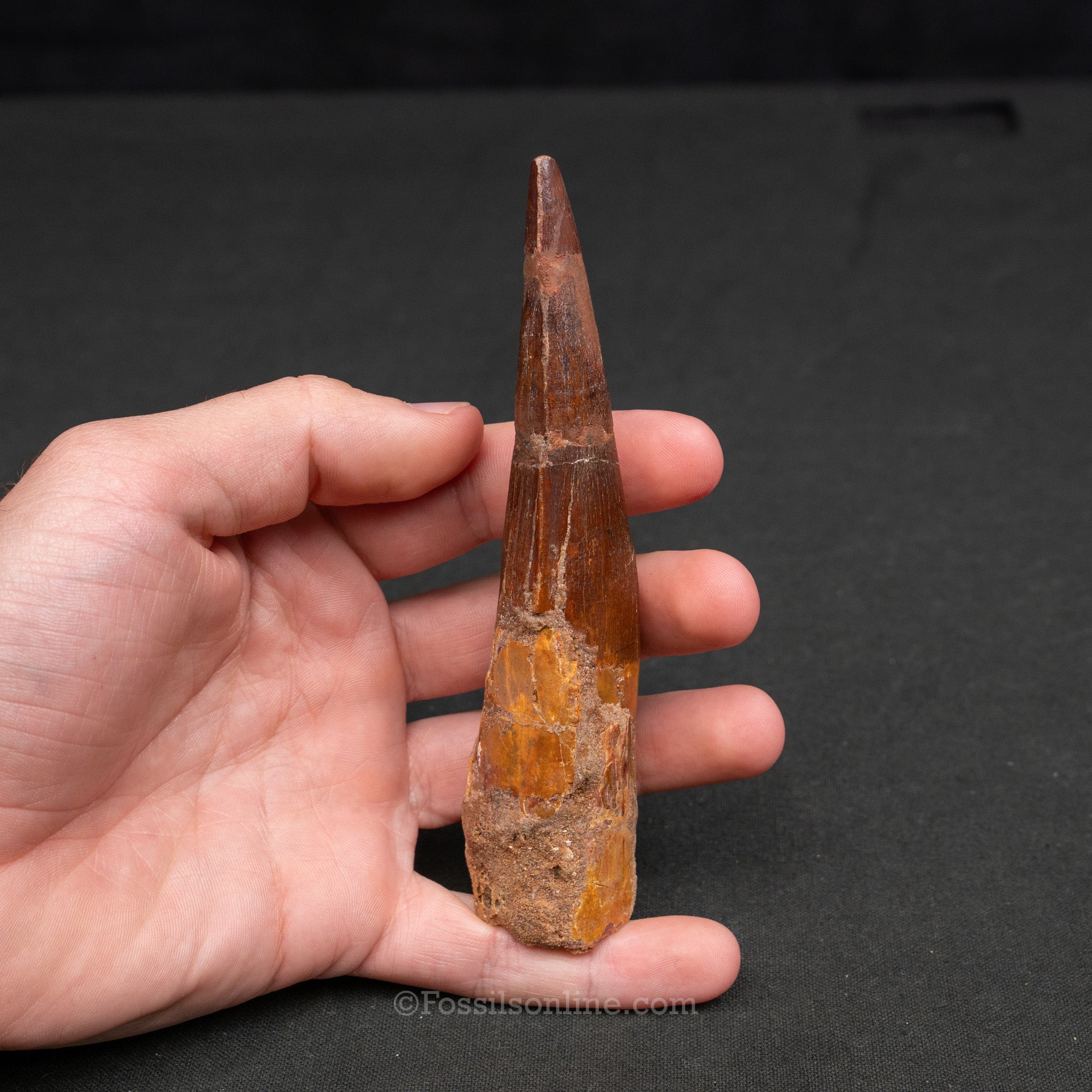 XLG Spinosaurus Dinosaur Tooth 5.14"