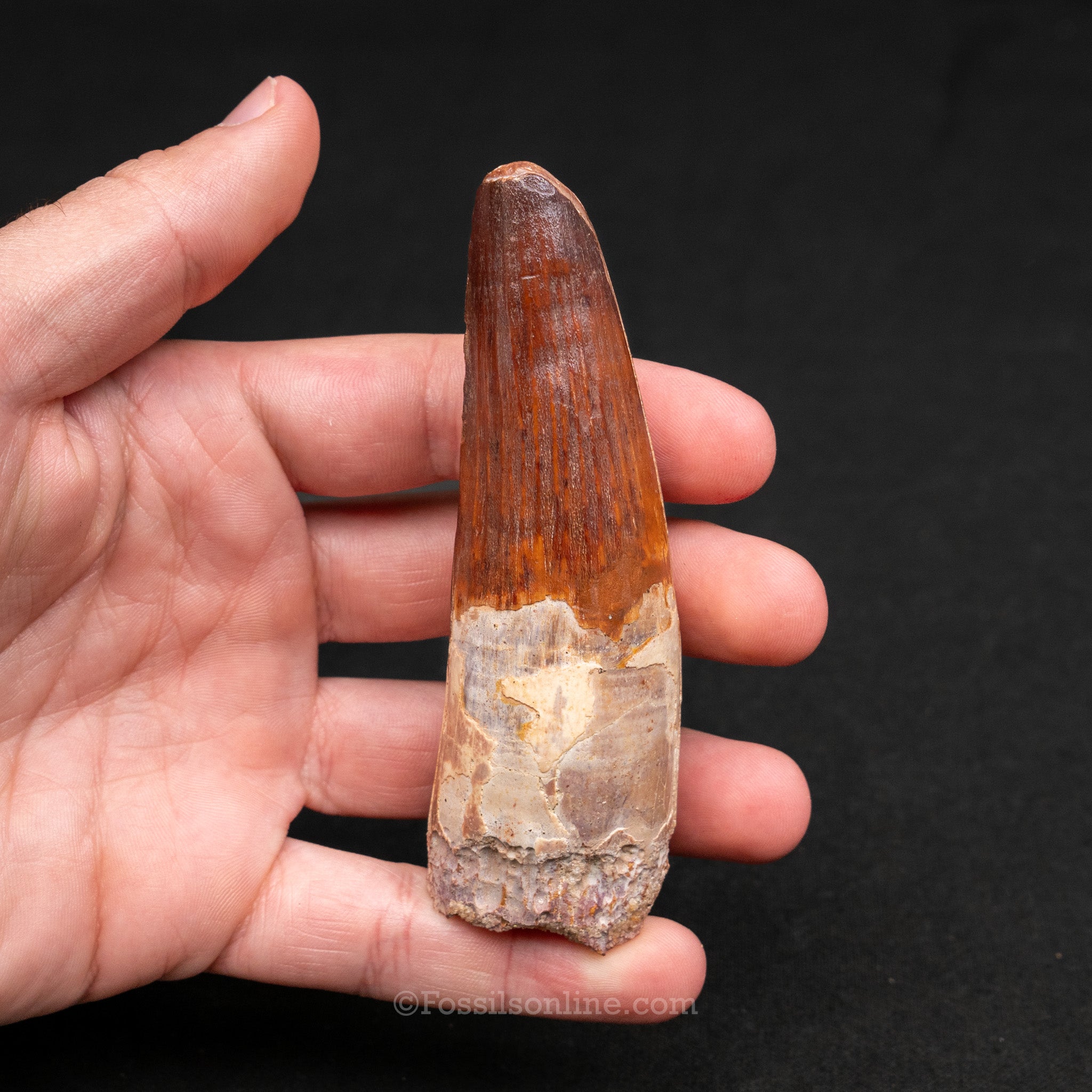 LG Spinosaurus Dinosaur Tooth 3.98"