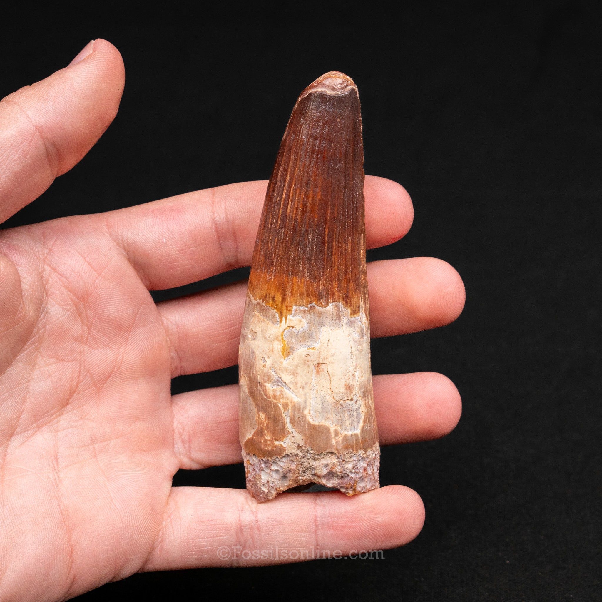LG Spinosaurus Dinosaur Tooth 3.98"
