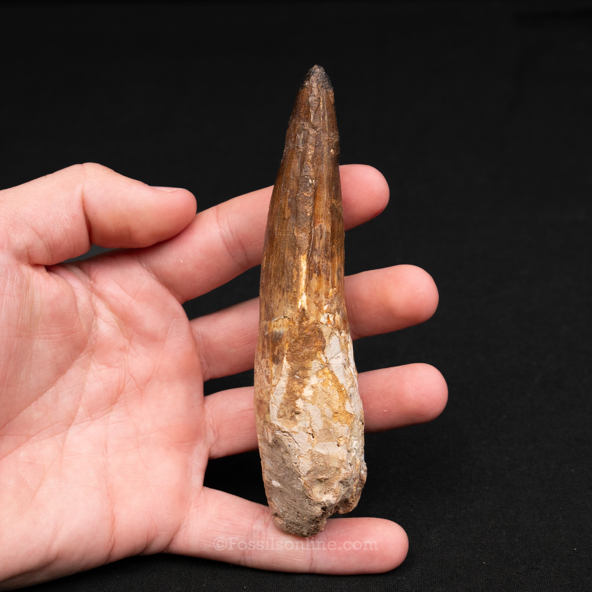 LG Spinosaurus Dinosaur Tooth 4.85"