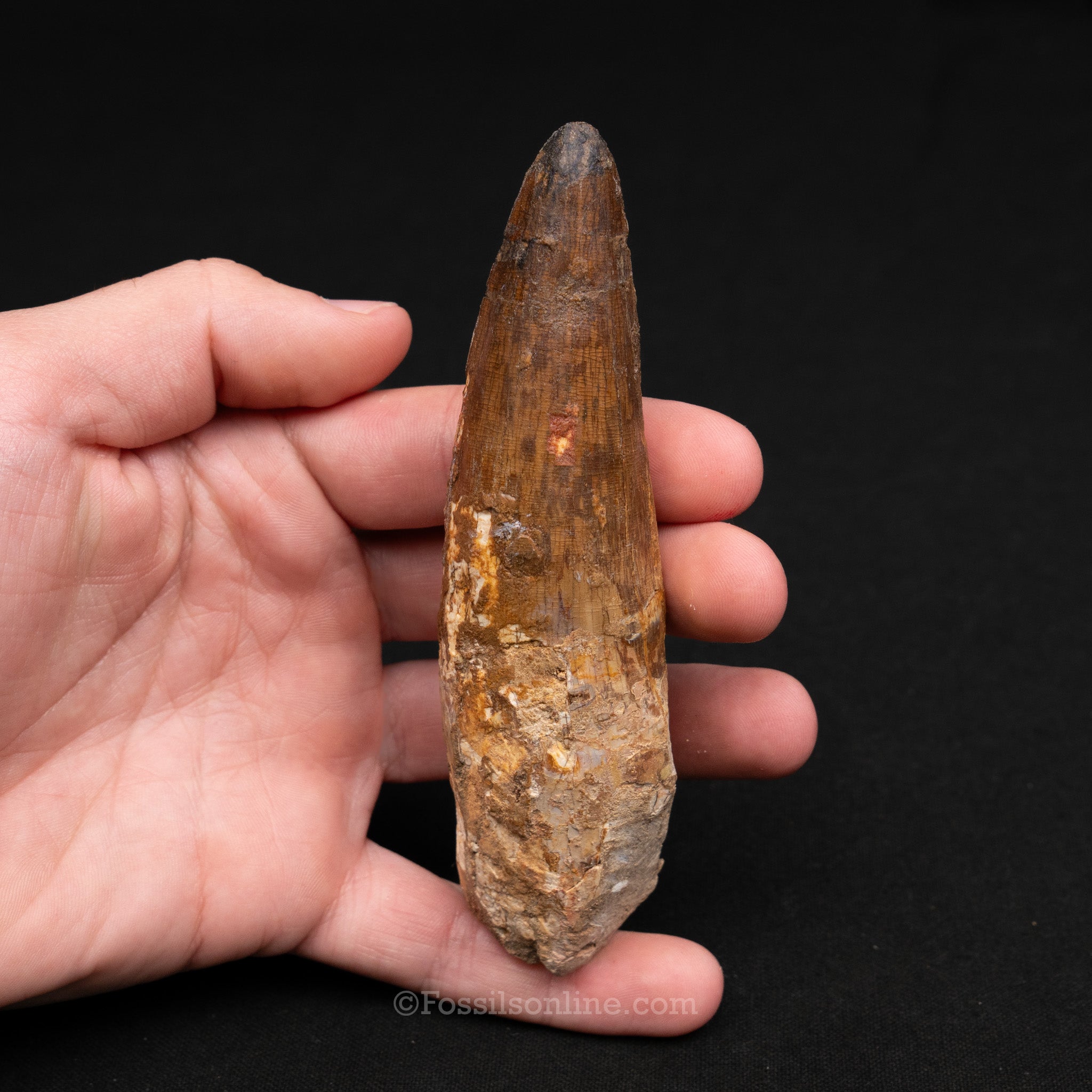 LG Spinosaurus Dinosaur Tooth 4.85"