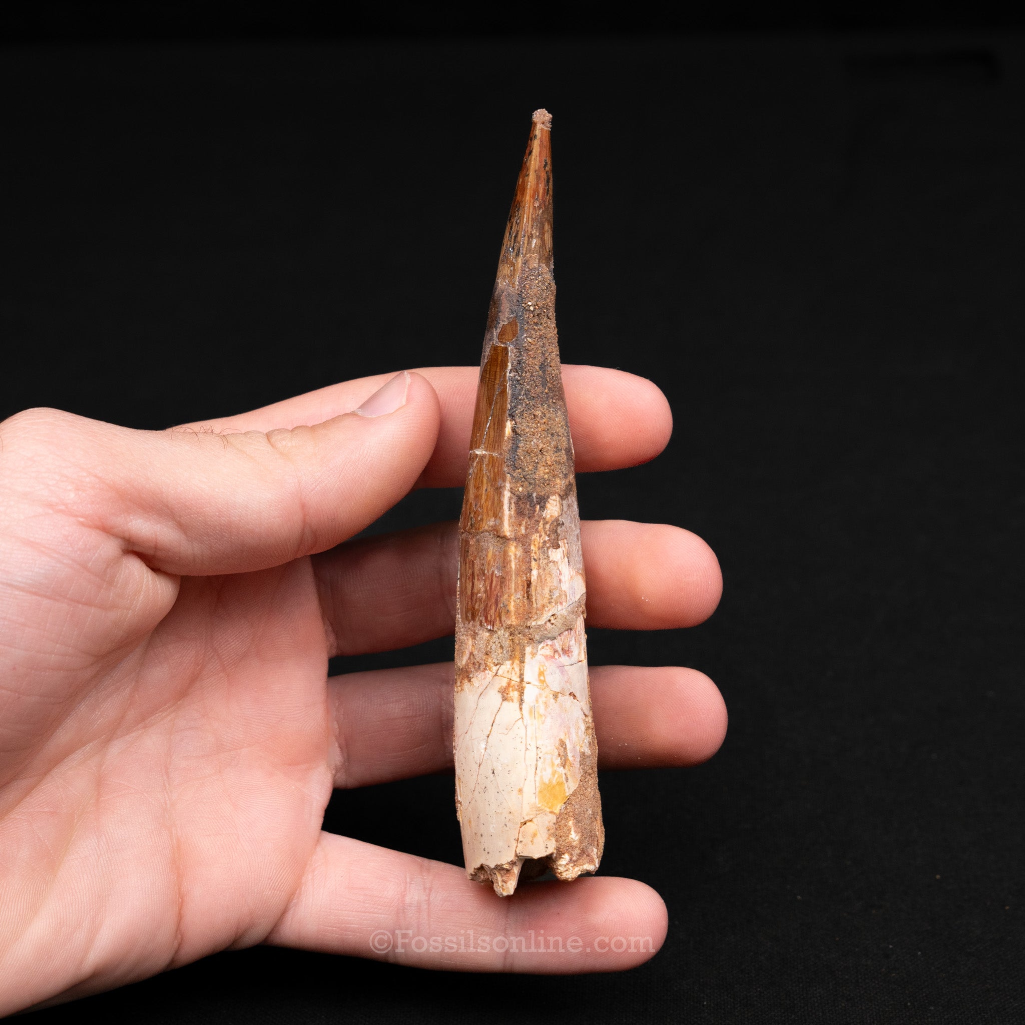 LG Spinosaurus Dinosaur Tooth 4.86"