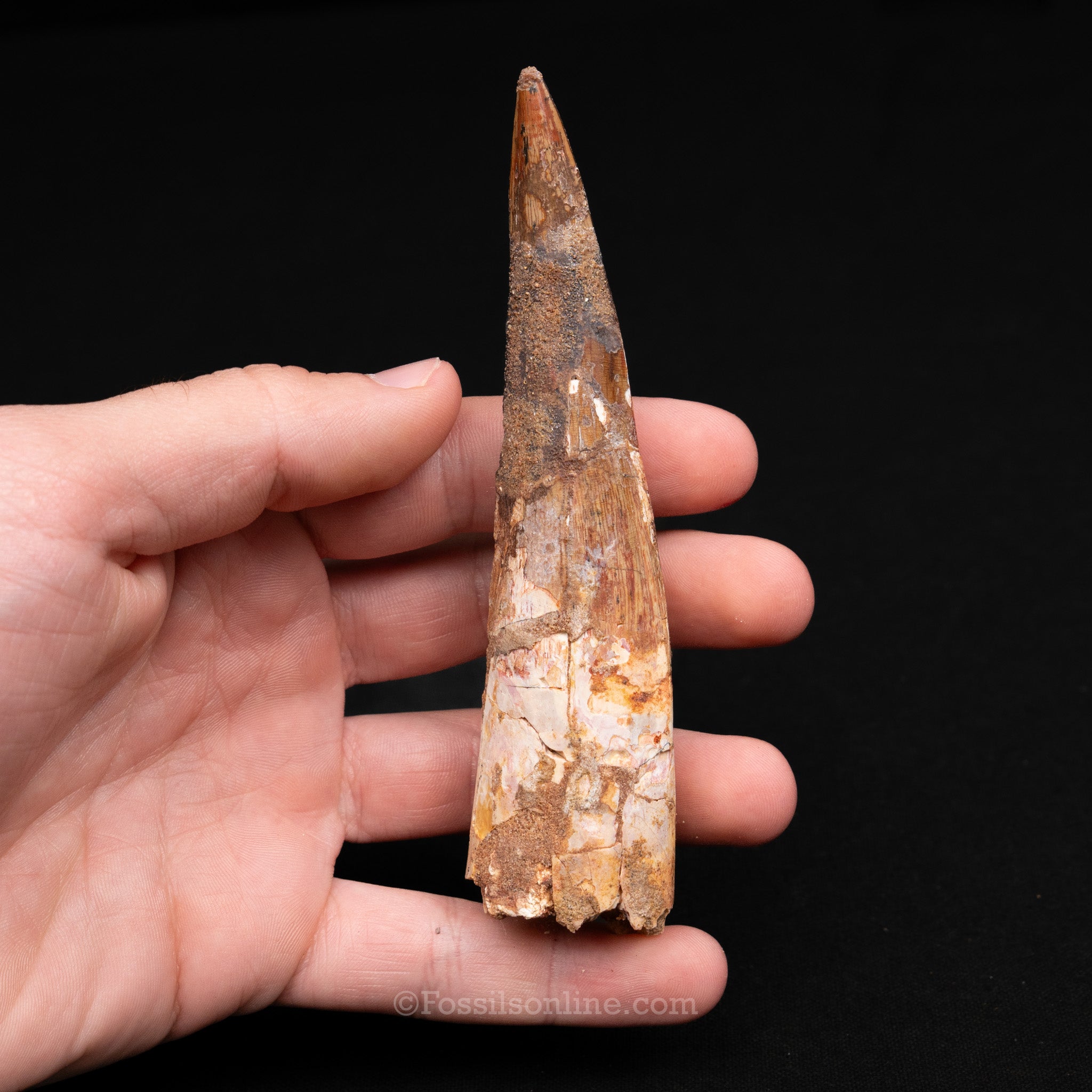 LG Spinosaurus Dinosaur Tooth 4.86"