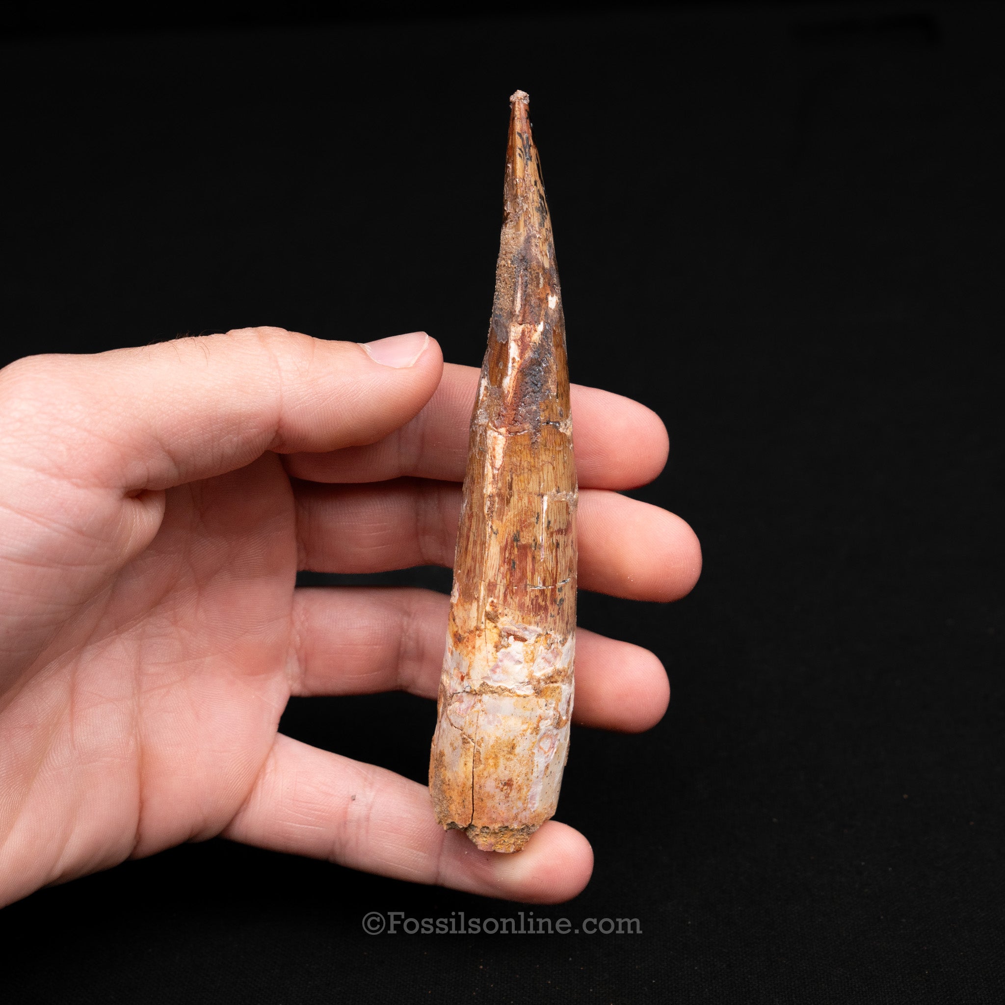 LG Spinosaurus Dinosaur Tooth 4.86"