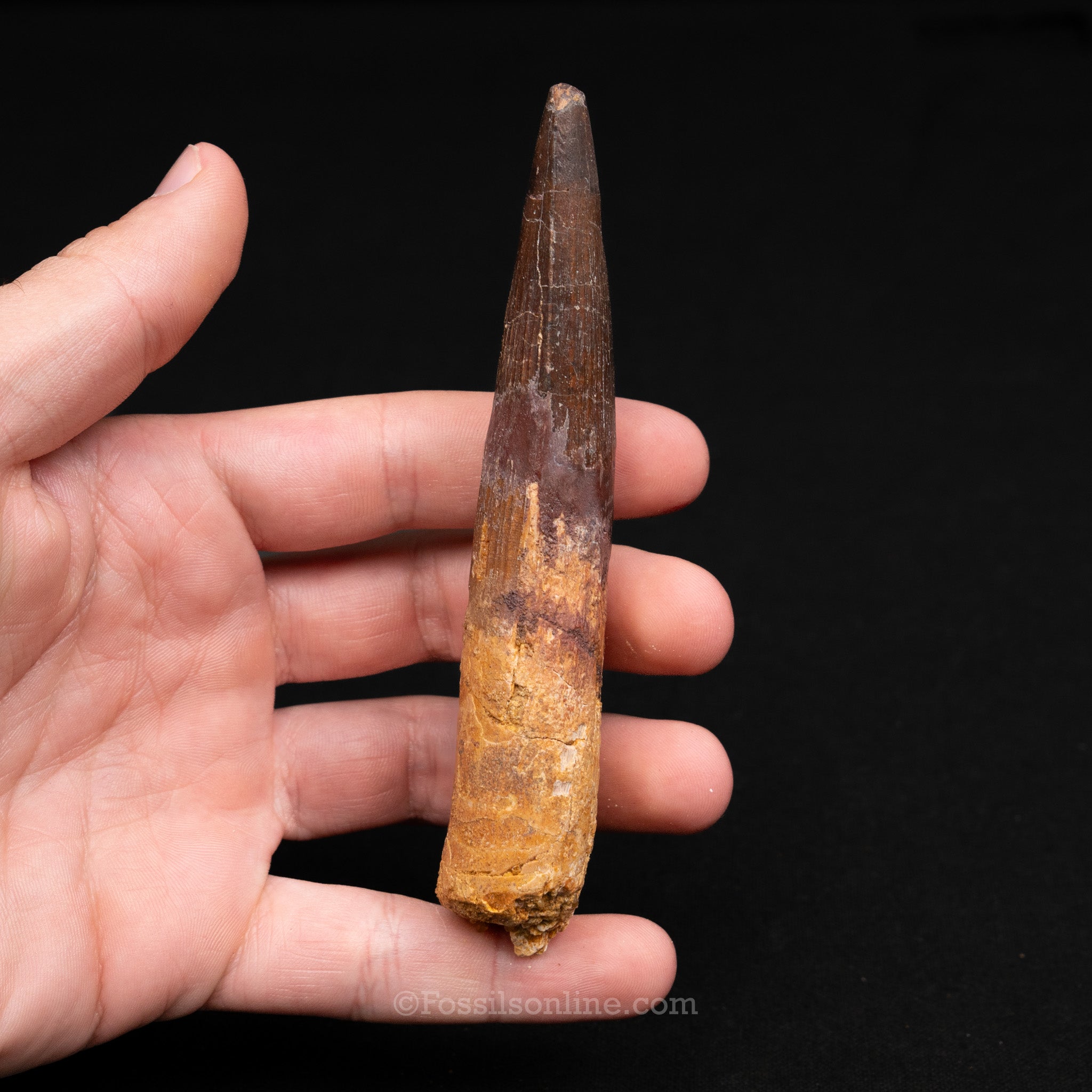 XLG Spinosaurus Dinosaur Tooth 4.62"