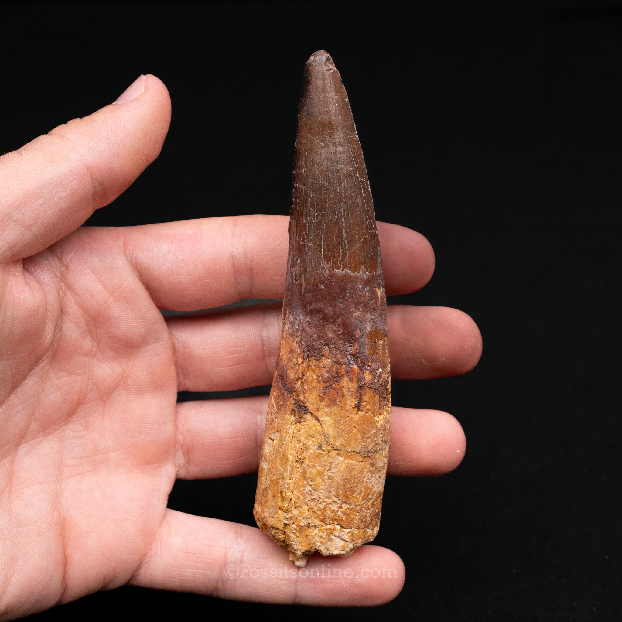 XLG Spinosaurus Dinosaur Tooth 4.62"