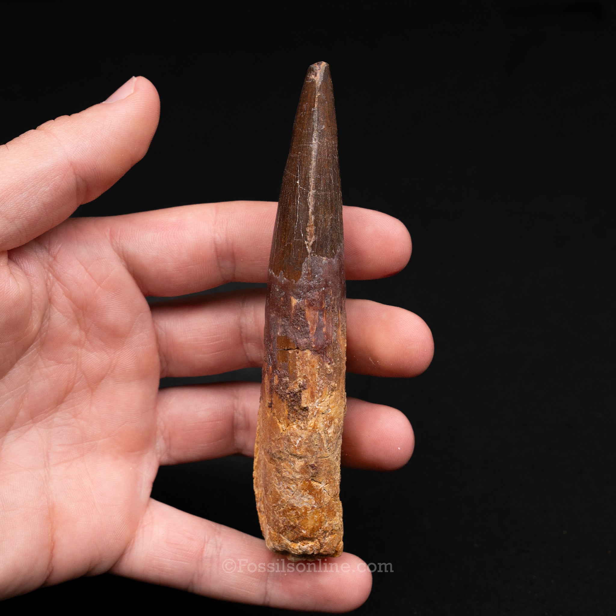 XLG Spinosaurus Dinosaur Tooth 4.62"