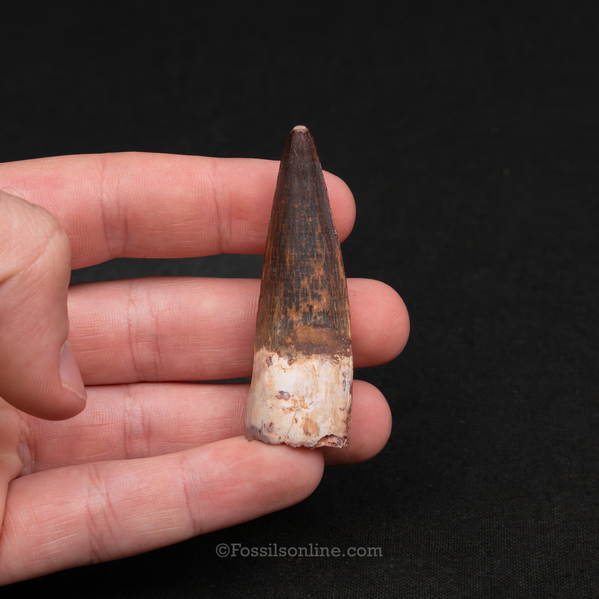 Pristine Spinosaurus Dinosaur Tooth 2.33"