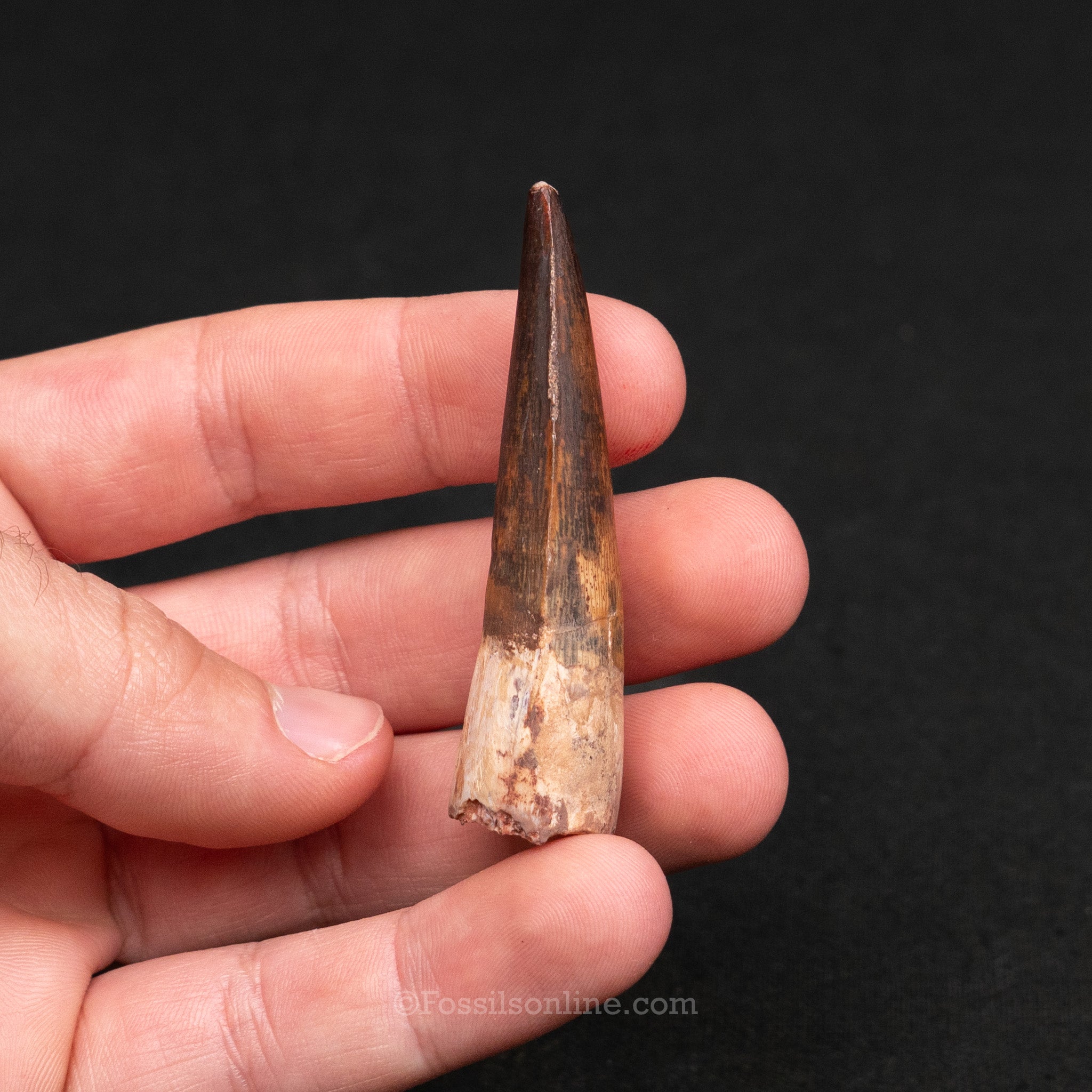 Pristine Spinosaurus Dinosaur Tooth 2.33"