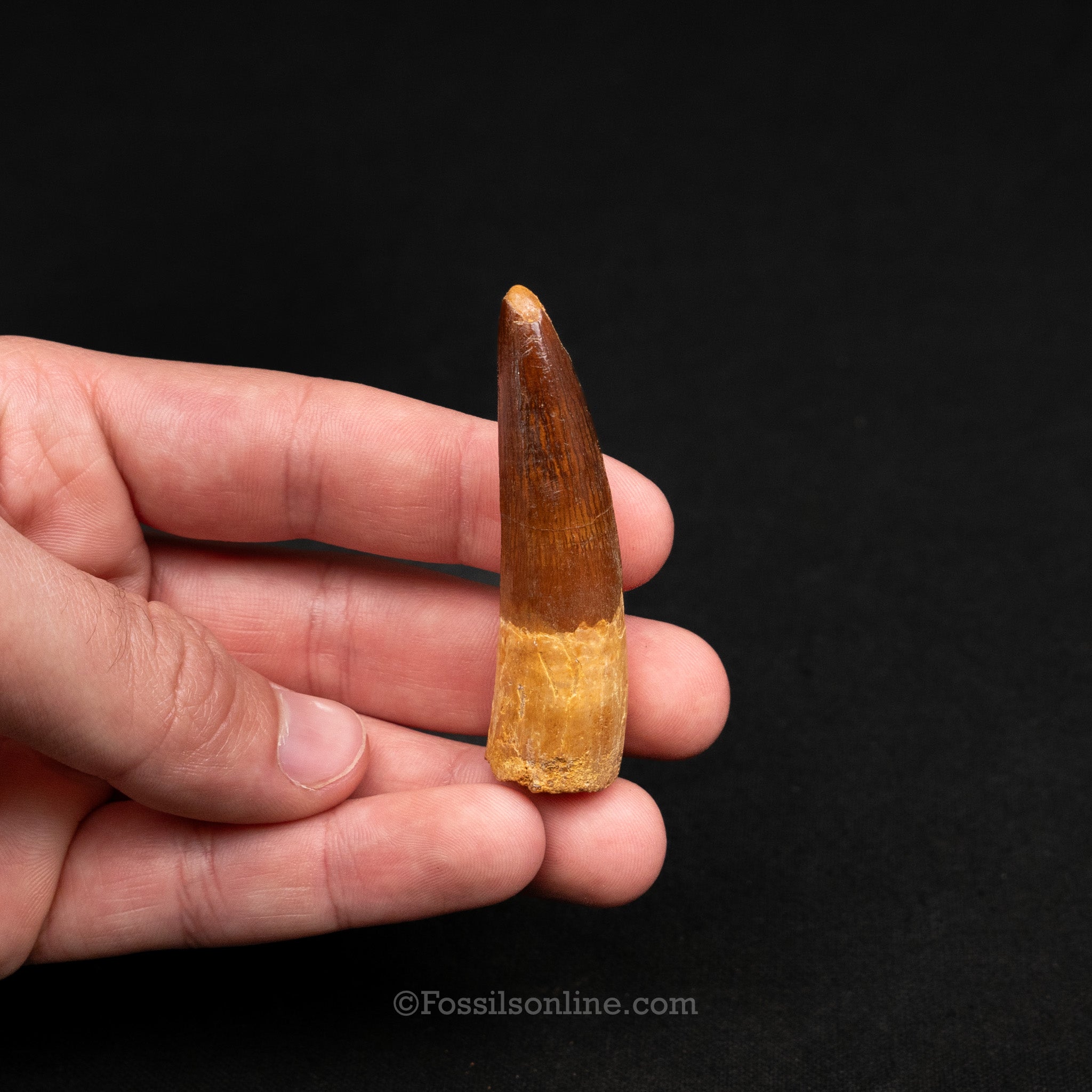 Pristine Spinosaurus Dinosaur Tooth 2.37"