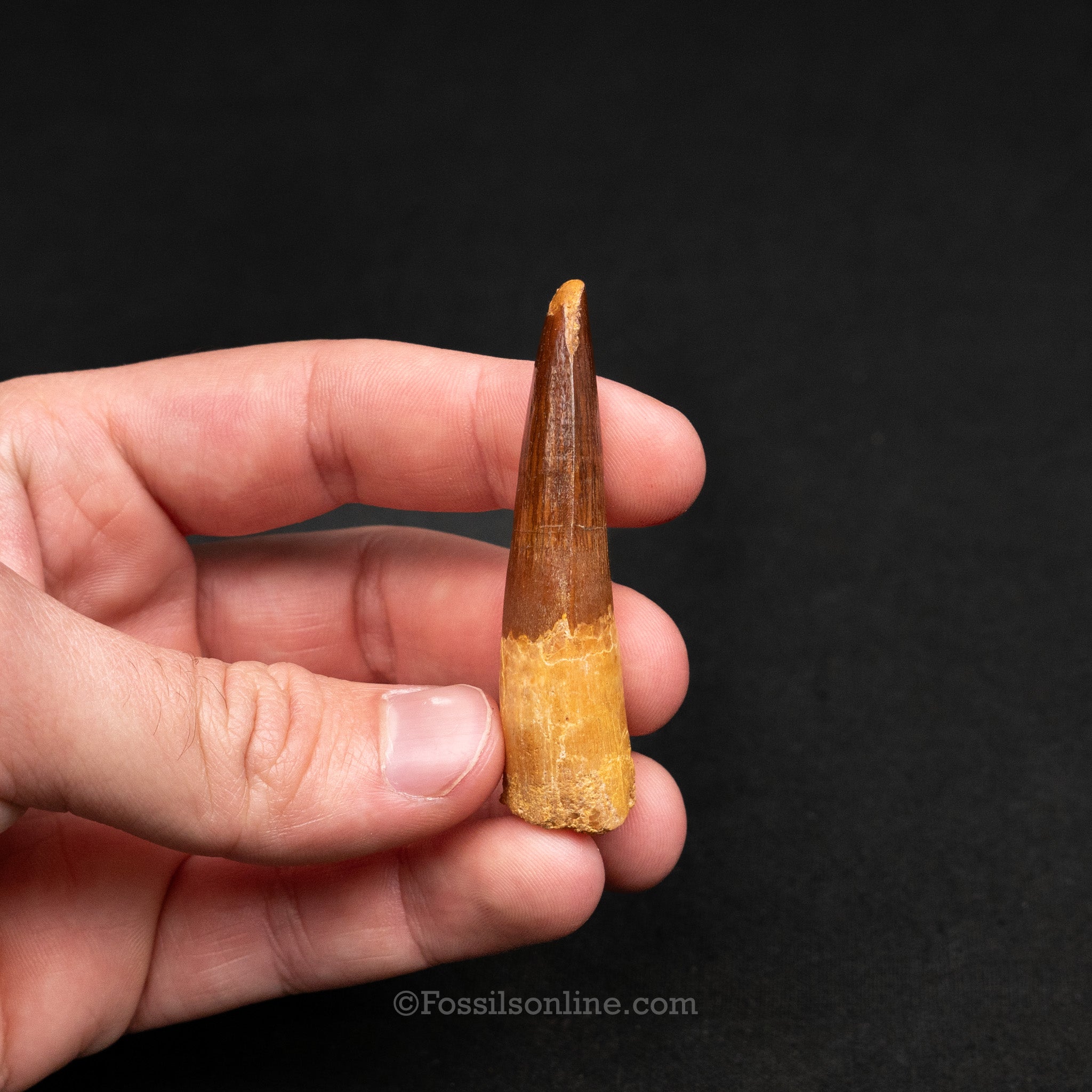 Pristine Spinosaurus Dinosaur Tooth 2.37"