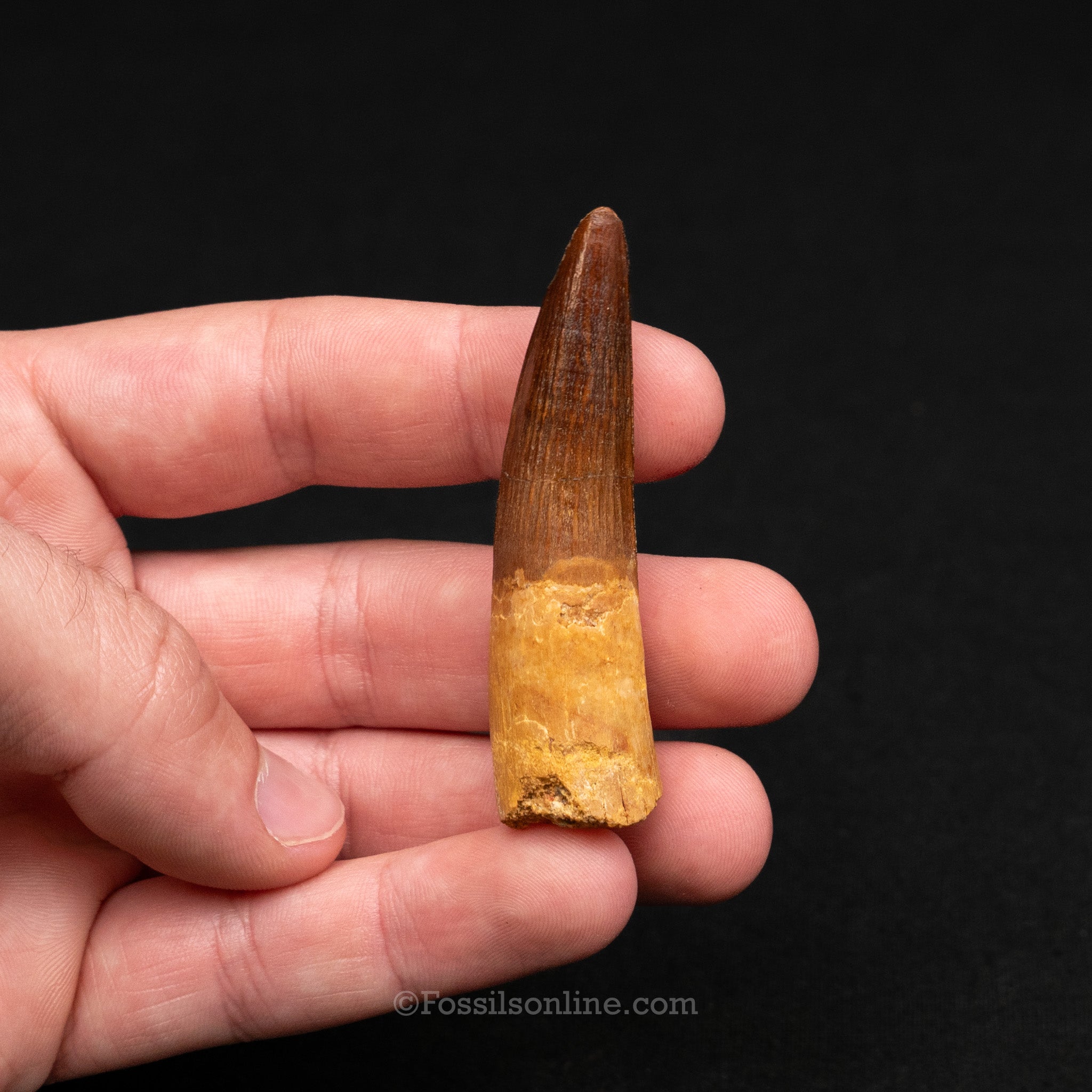 Pristine Spinosaurus Dinosaur Tooth 2.37"