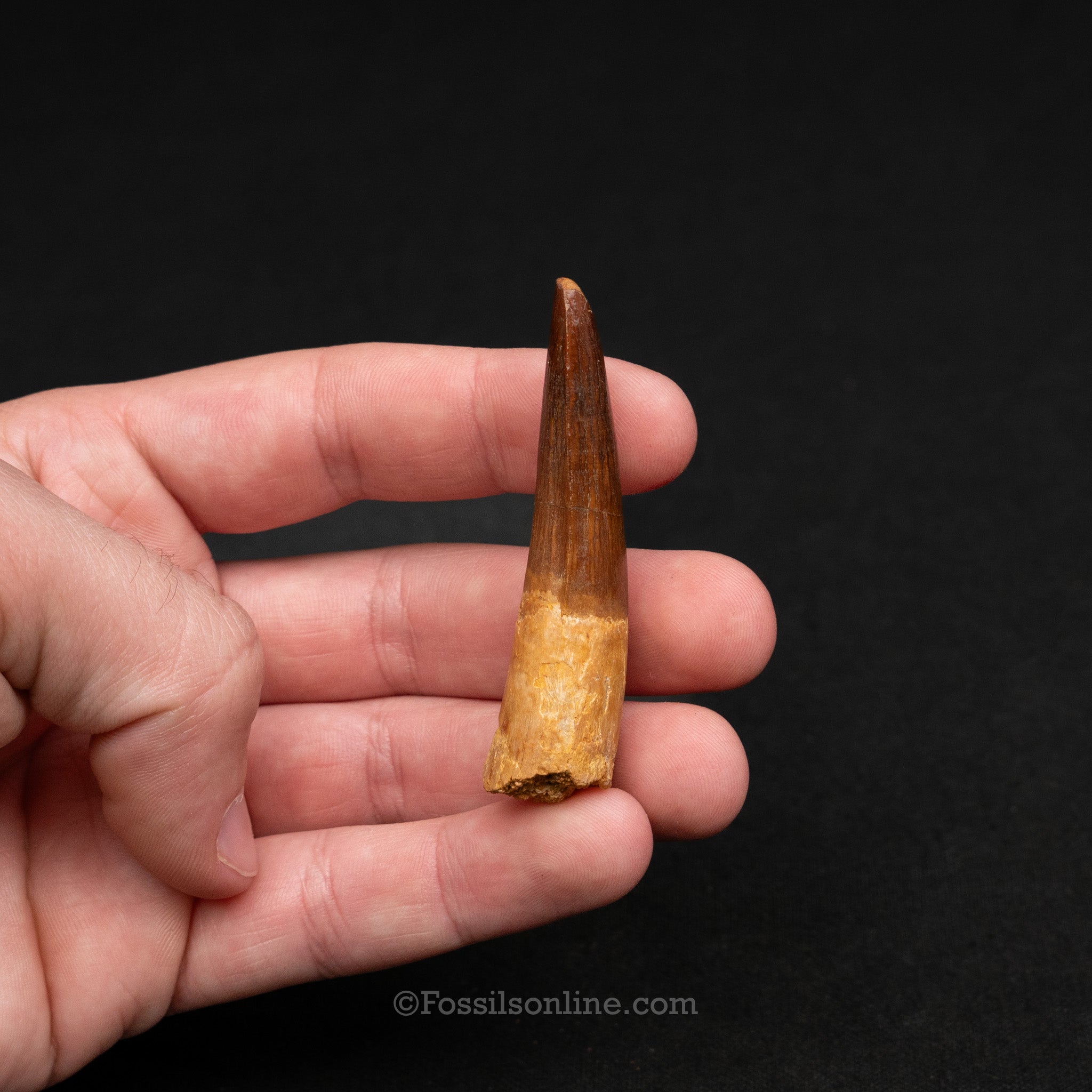 Pristine Spinosaurus Dinosaur Tooth 2.37"