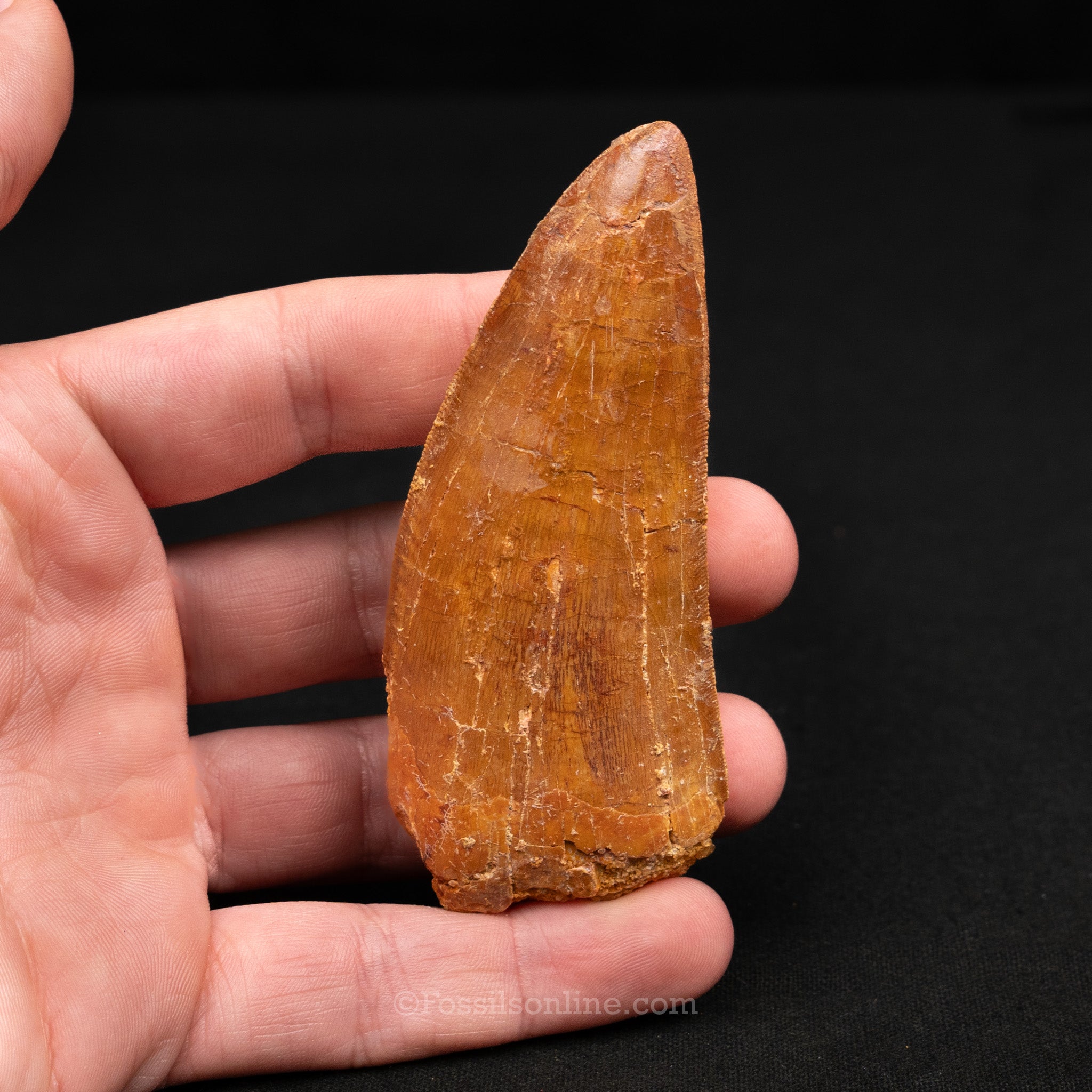 Carcharodontosaurus Tooth 3.45"