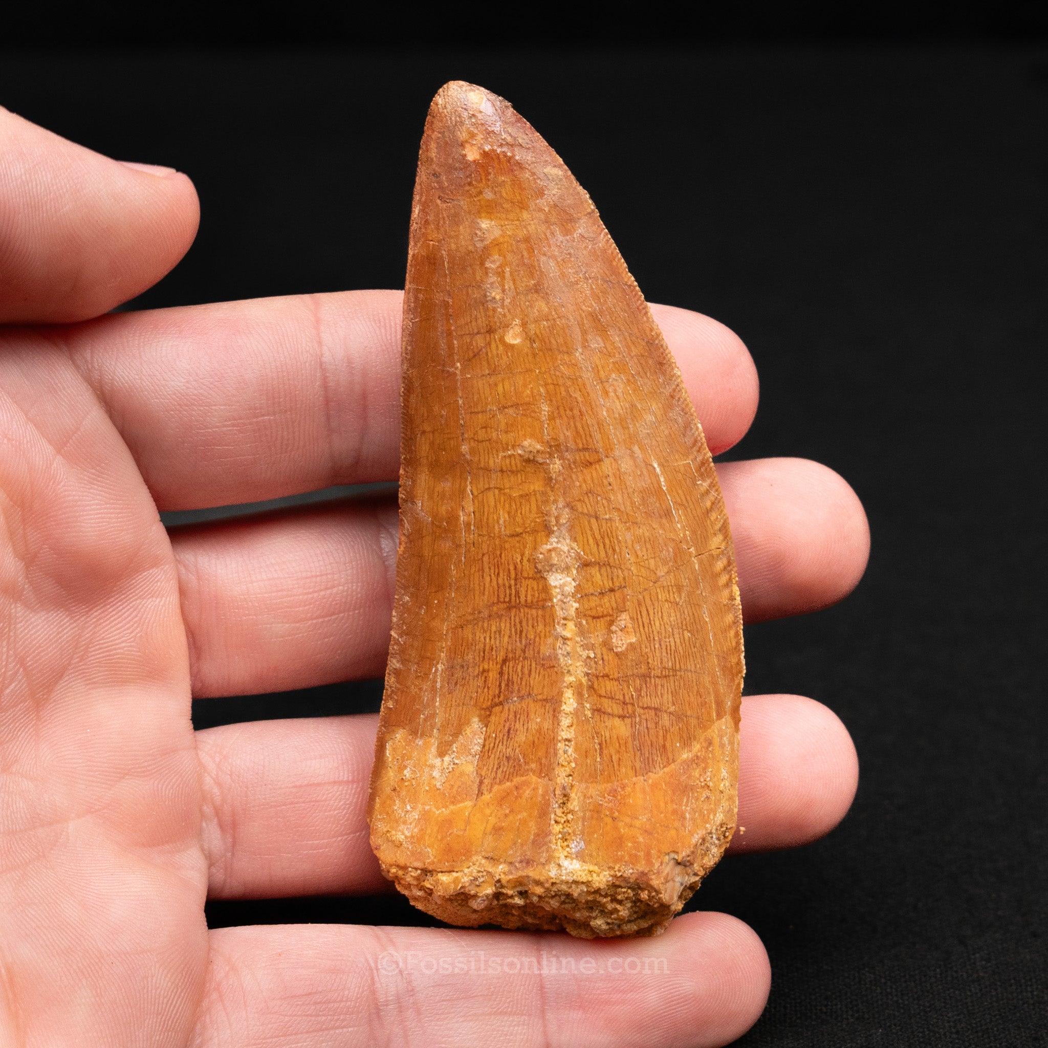 Carcharodontosaurus Tooth 3.45"