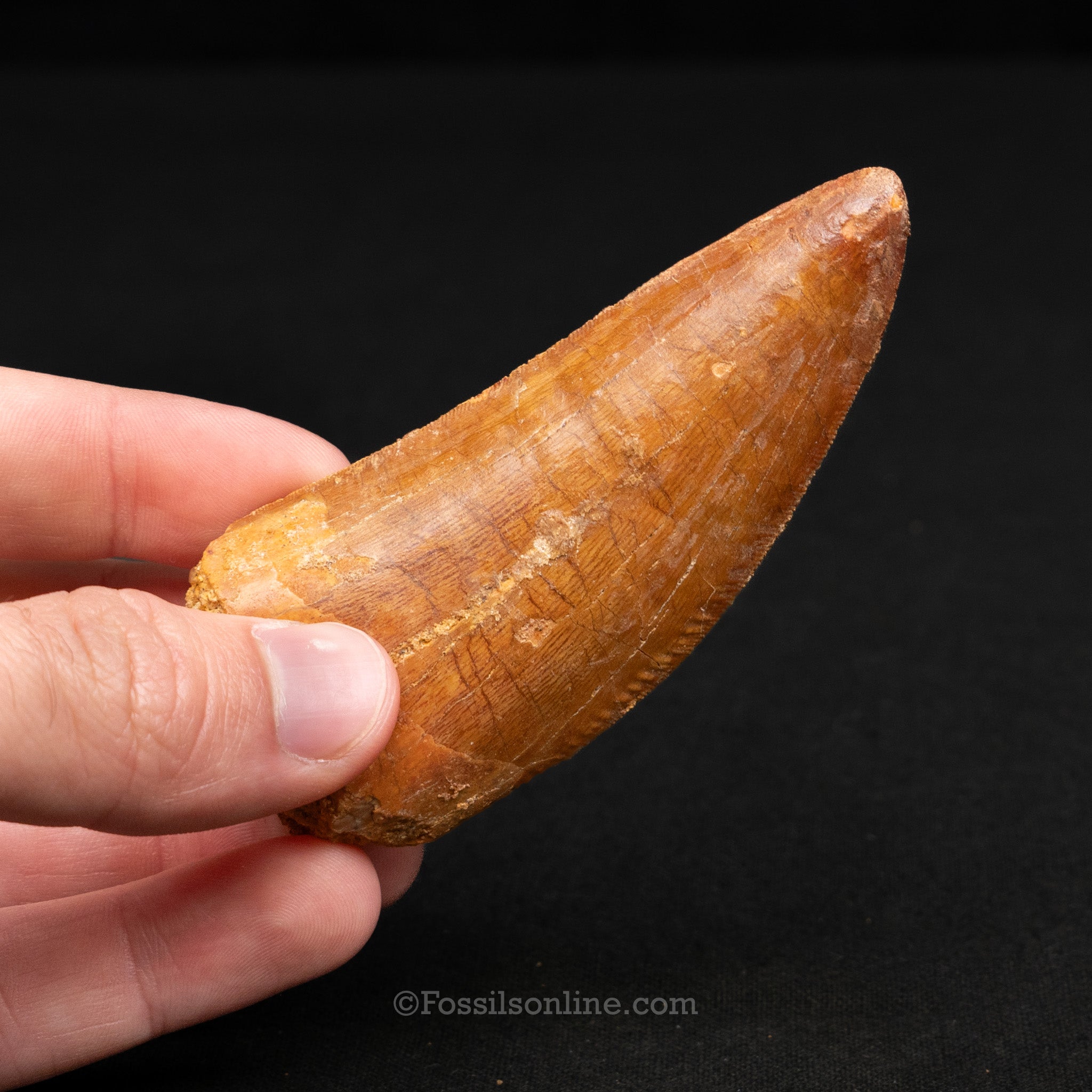 Carcharodontosaurus Tooth 3.45"