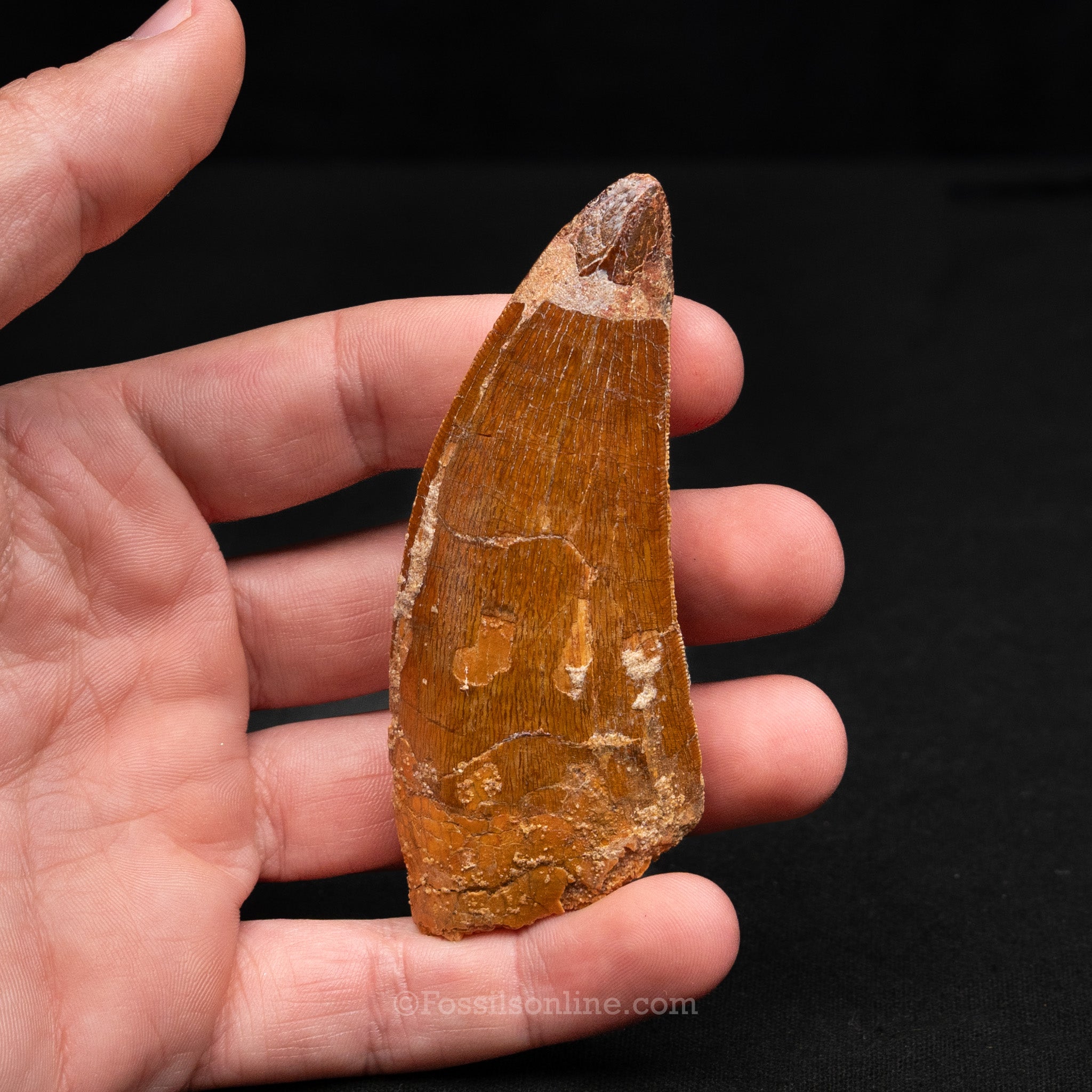 Carcharodontosaurus Tooth 3.48"