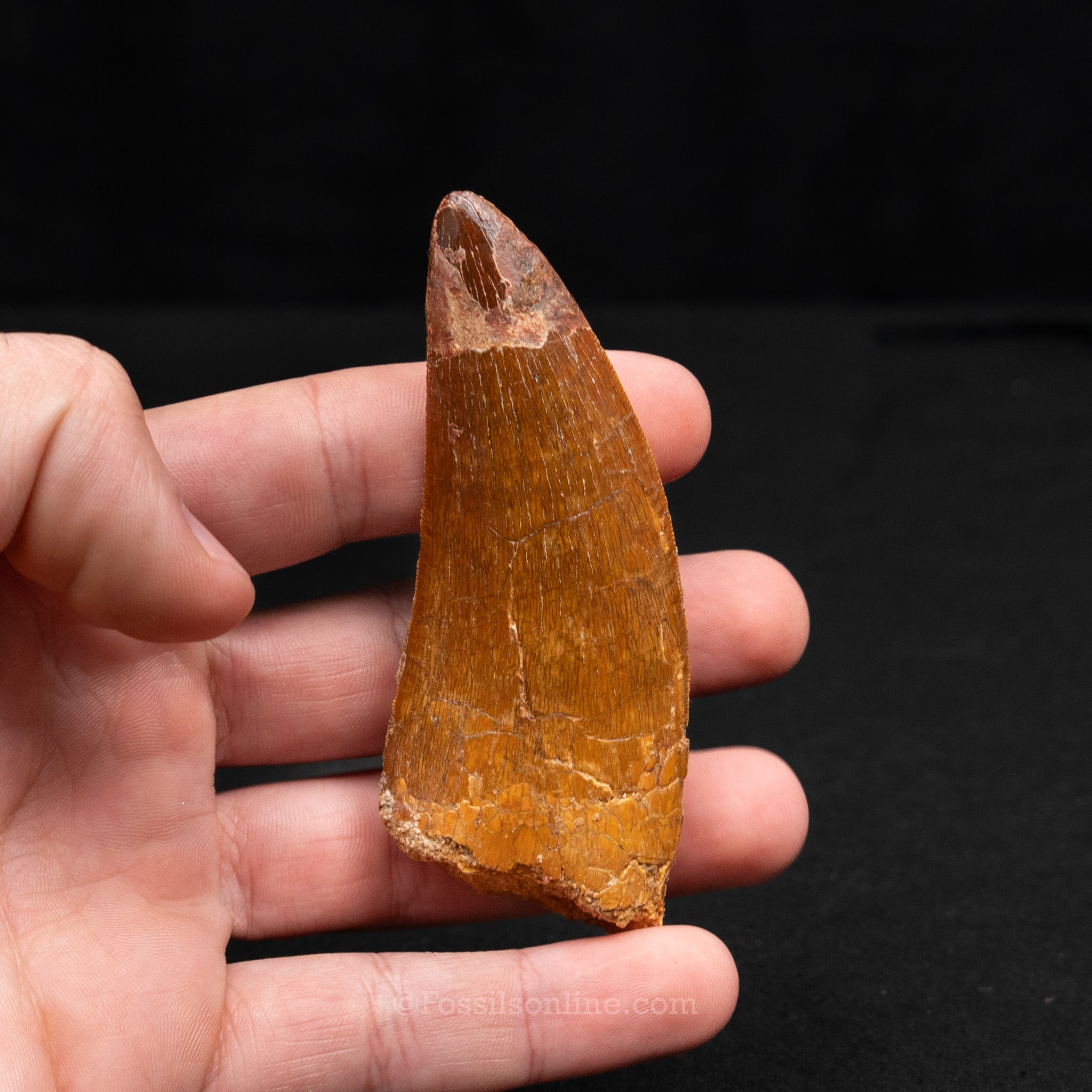 Carcharodontosaurus Tooth 3.48"