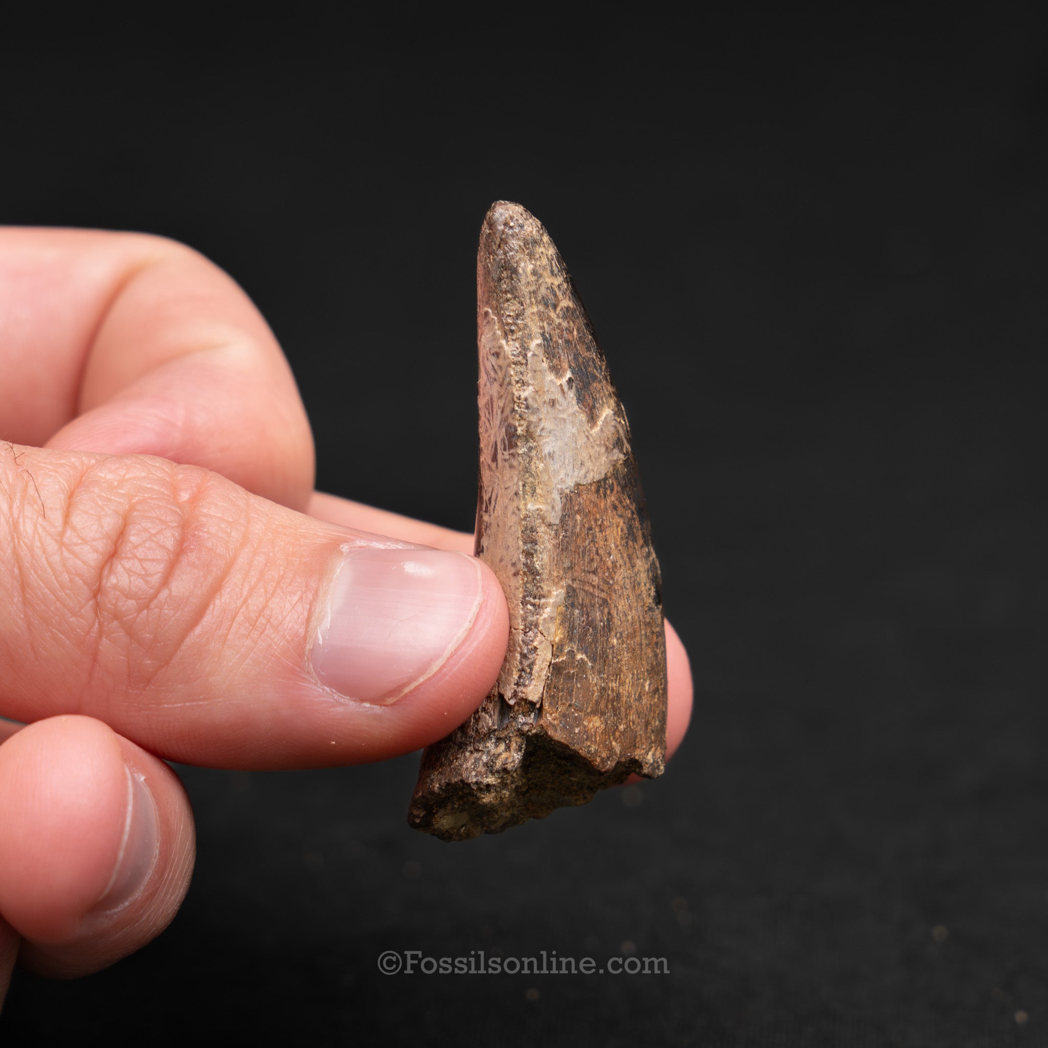 Tyrannosaurus rex Tooth 1.98"