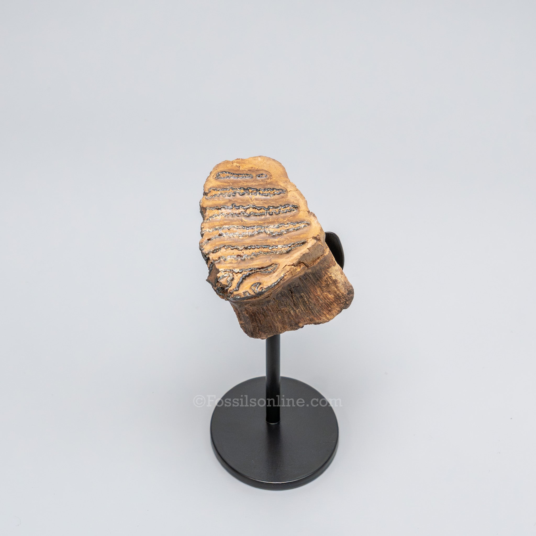 Juvenile Woolly Mammoth Tooth on Display Stand