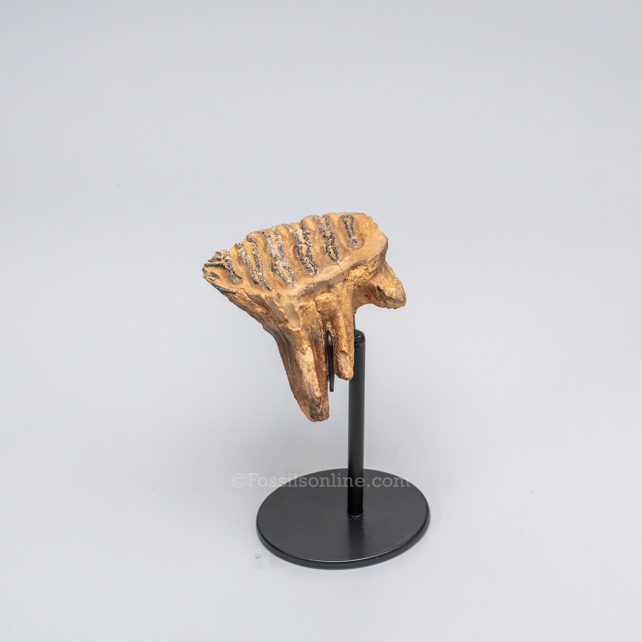 Juvenile Woolly Mammoth Tooth on Display Stand