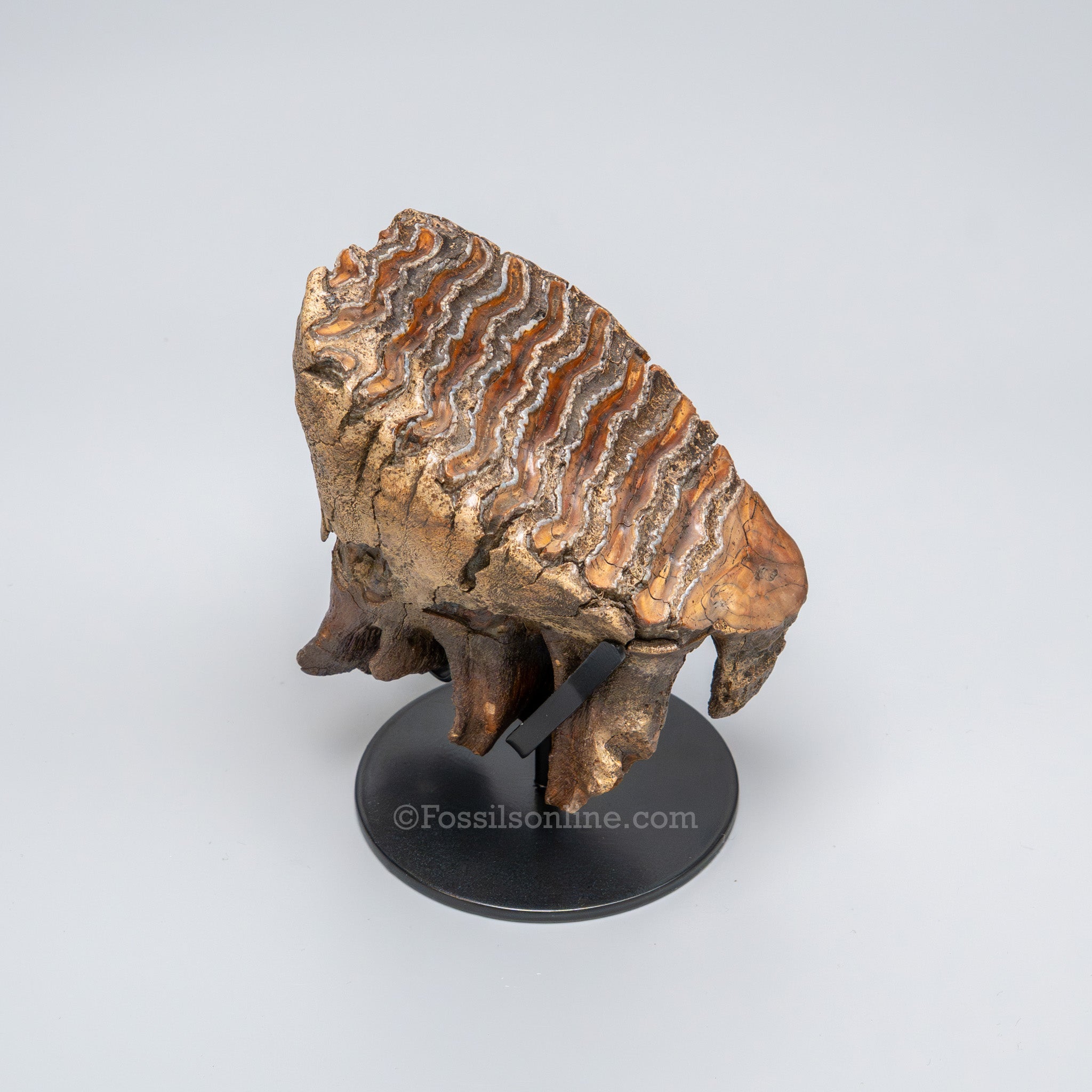 Juvenile Woolly Mammoth Tooth on Display Stand