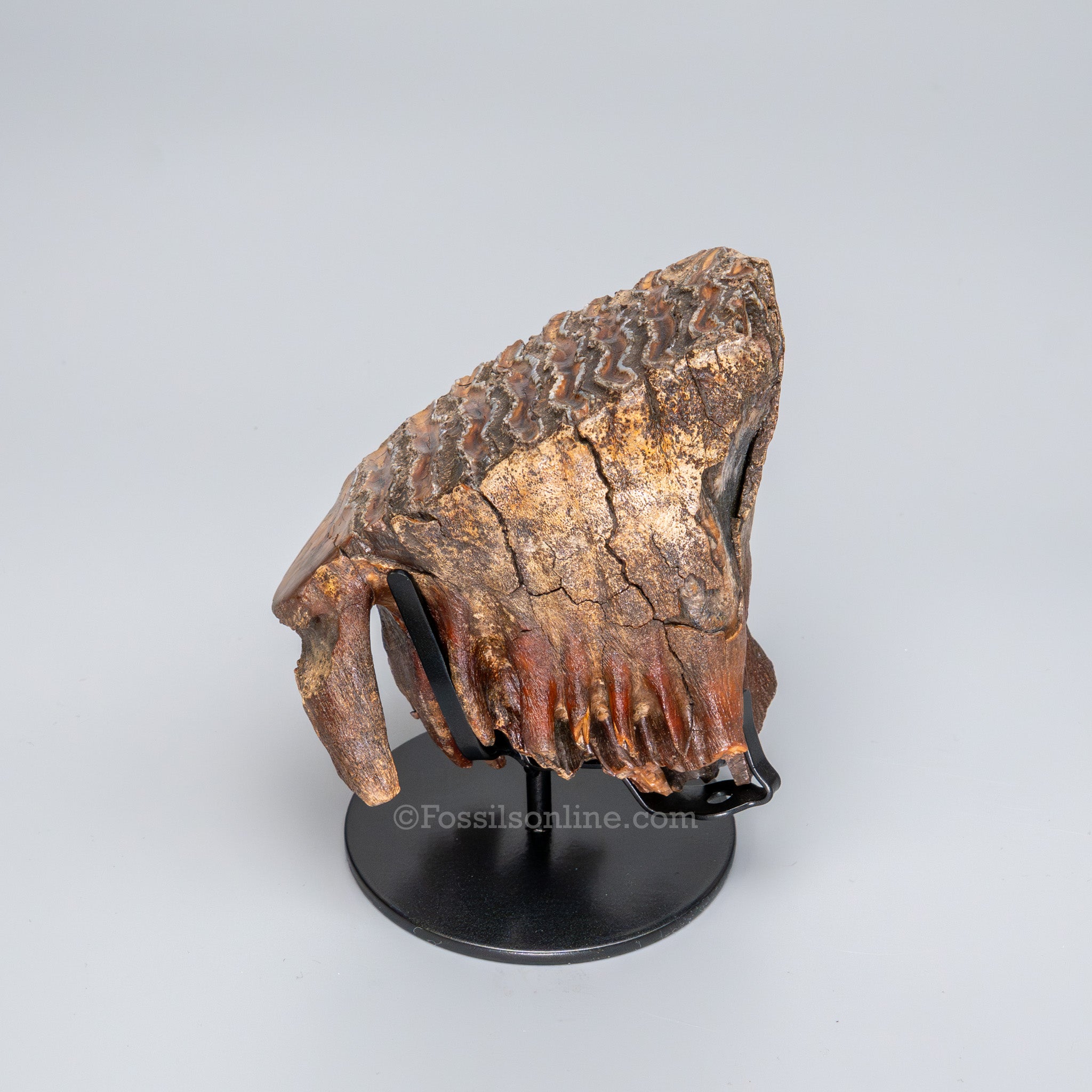 Juvenile Woolly Mammoth Tooth on Display Stand