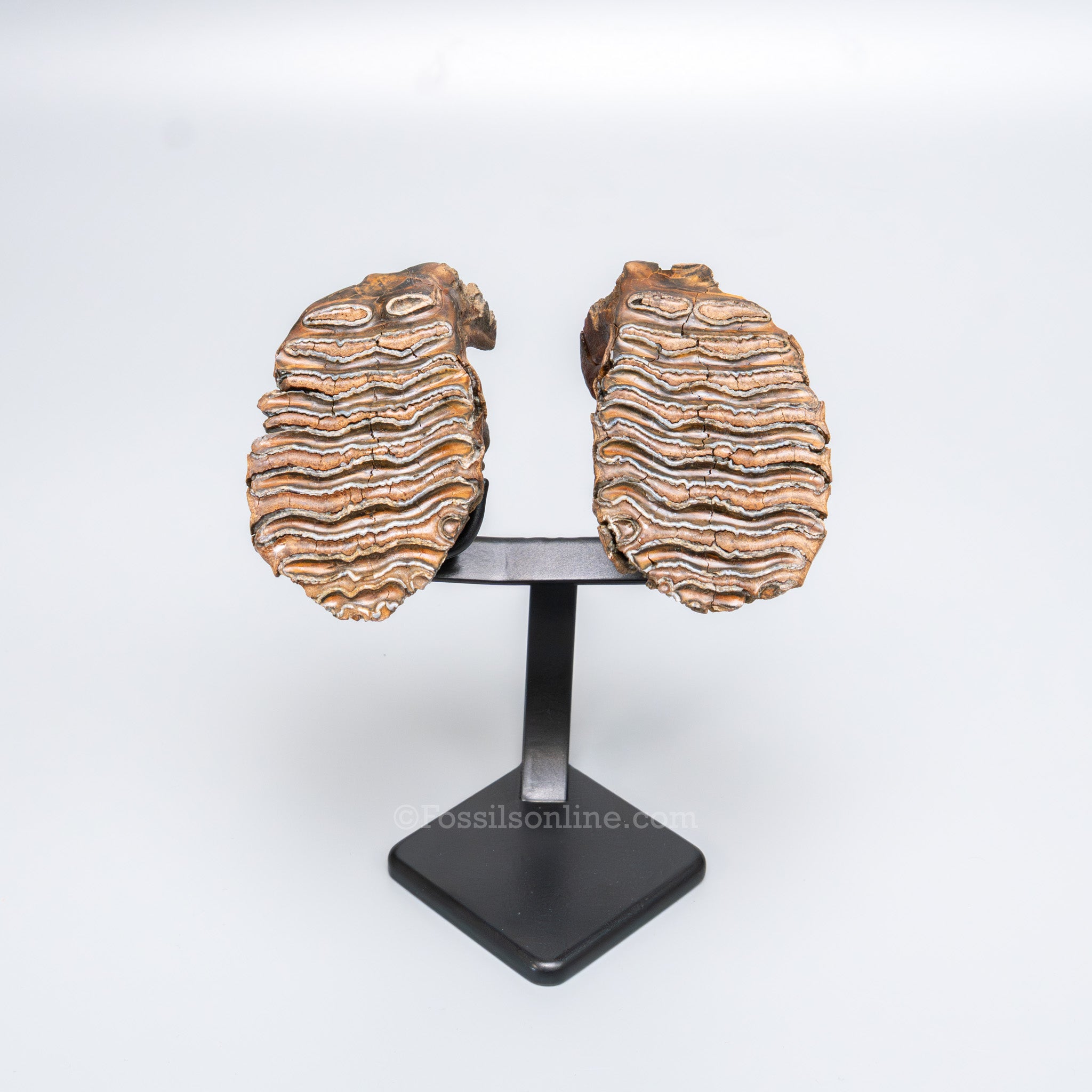 Juvenile Woolly Mammoth Teeth on Display Stand