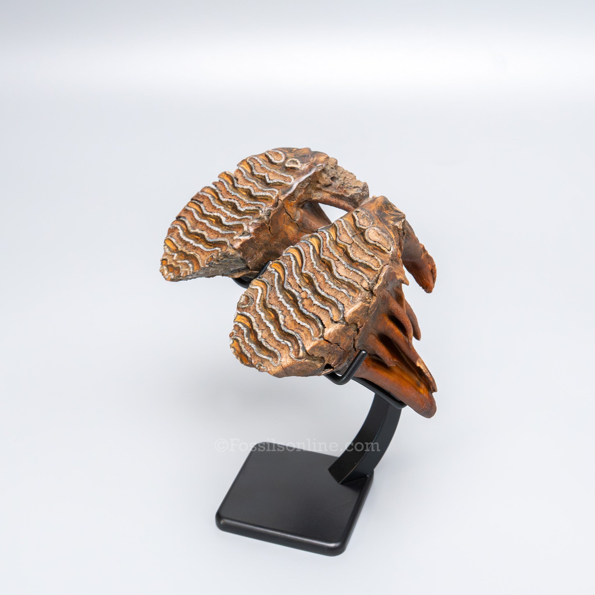 Juvenile Woolly Mammoth Teeth on Display Stand