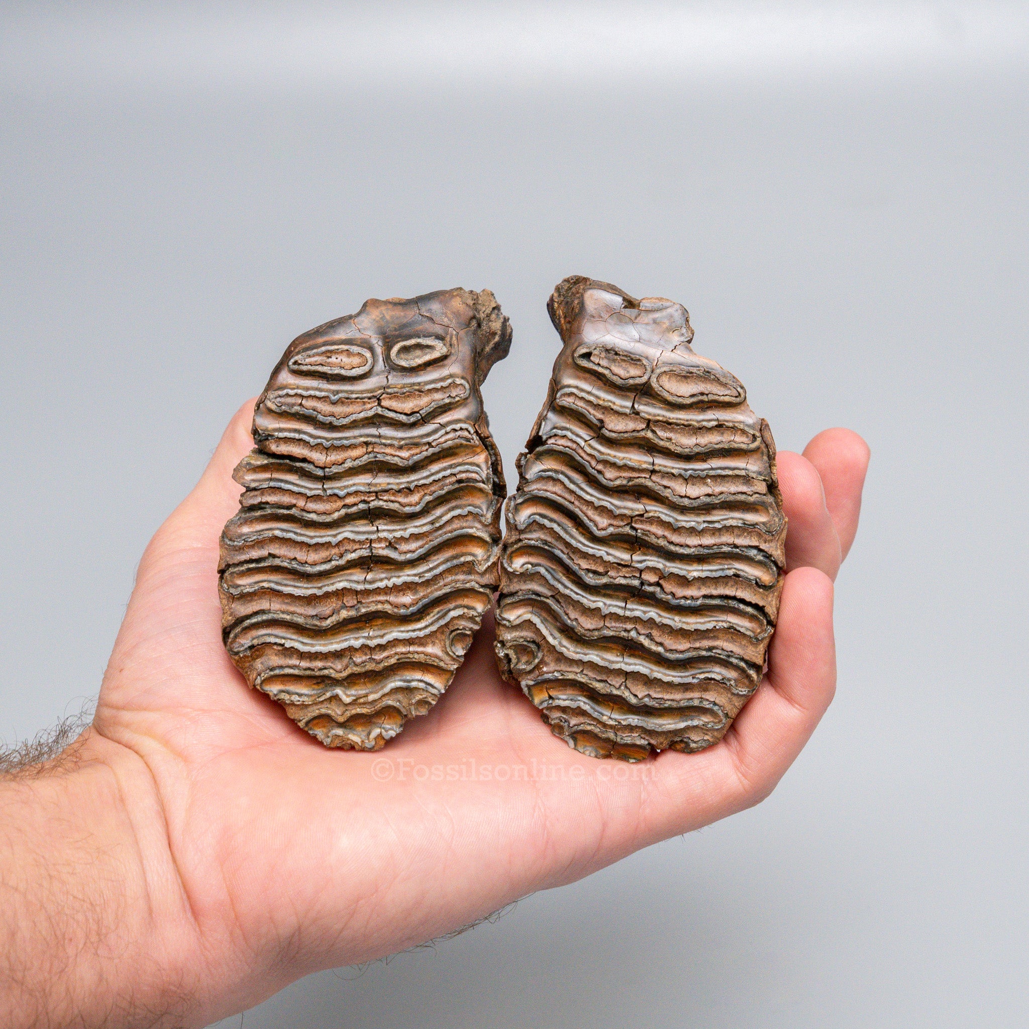 Juvenile Woolly Mammoth Teeth on Display Stand