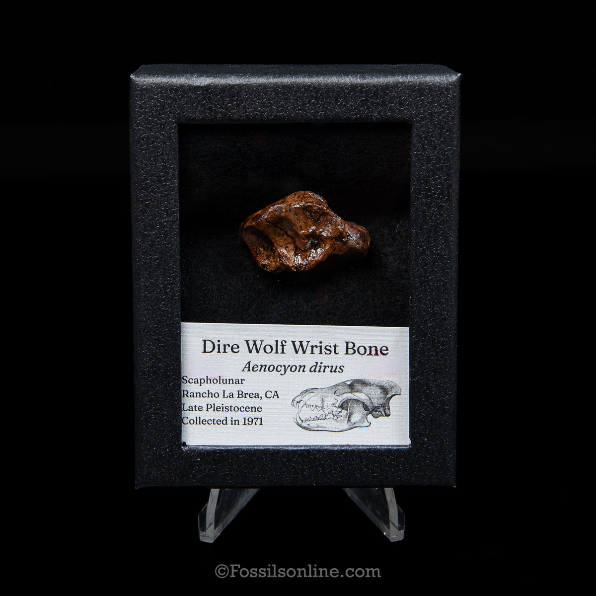 Tar Pit Fossil Dire Wolf Wrist Bone