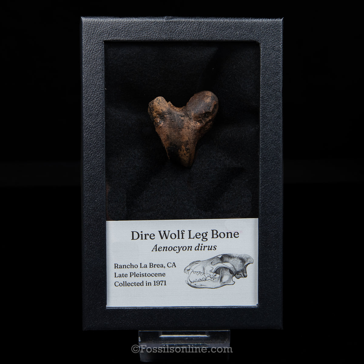 Tar Pit Fossil Dire Wolf Leg Bone