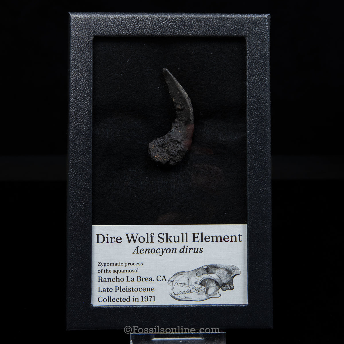Tar Pit Fossil Dire Wolf Skull Element