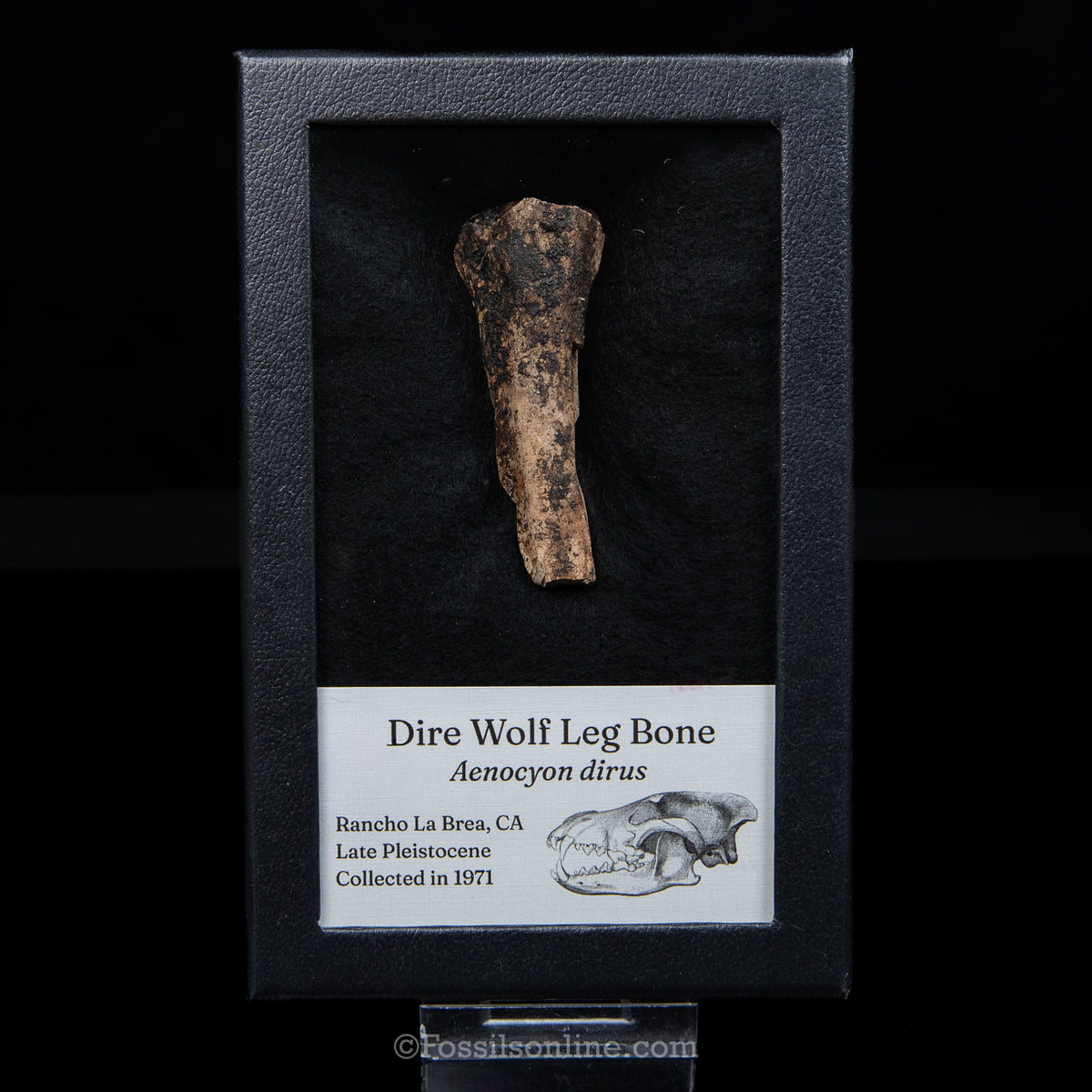 Tar Pit Fossil Dire Wolf Leg Bone