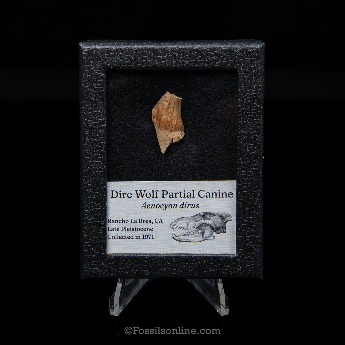 Tar Pit Fossil Dire Wolf Partial Canine